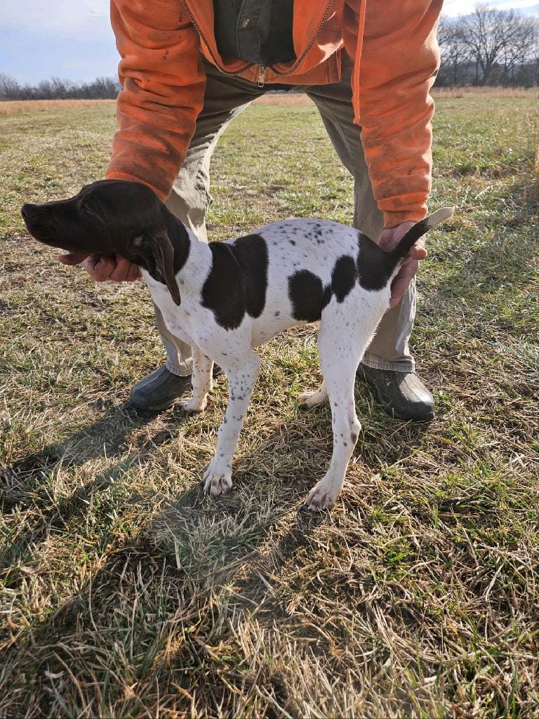 Pete – German Shorthaired Pointer puppy for sale in Strawberry Point, IA