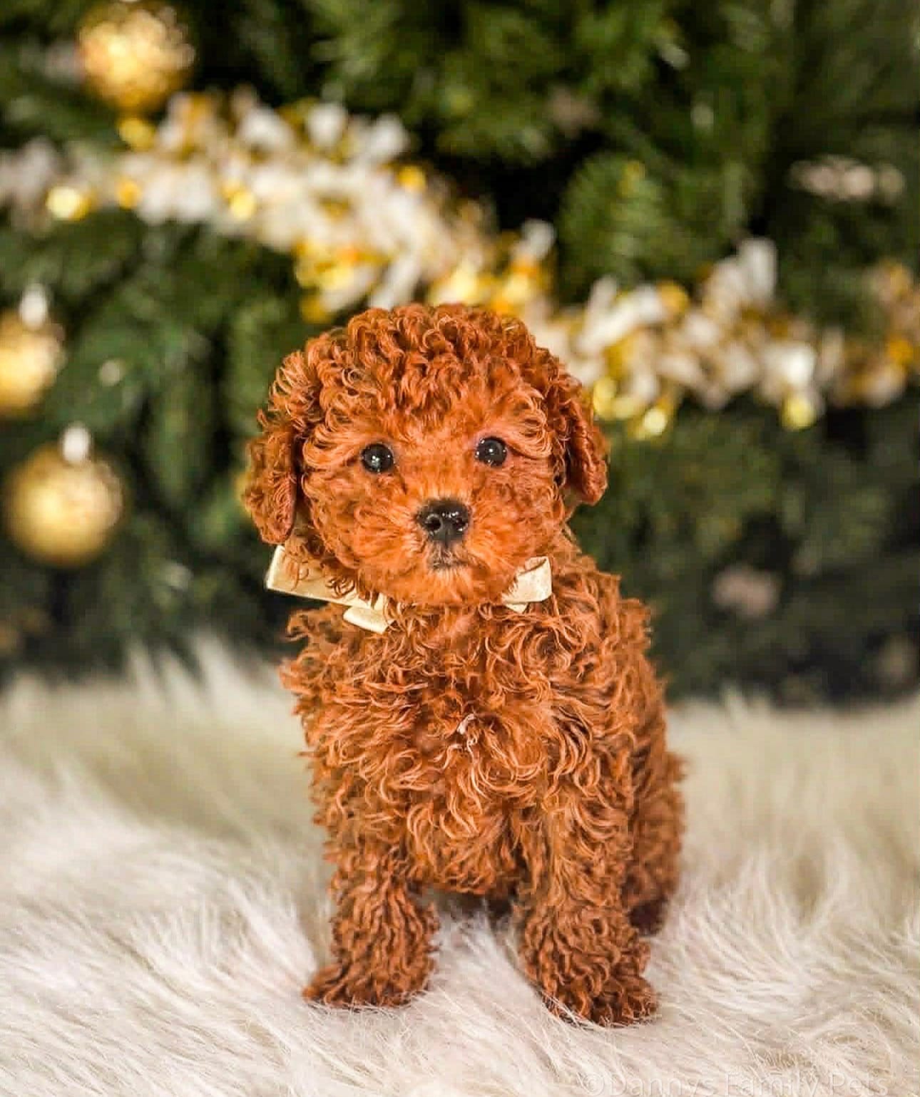 Cooper  – Poodle - Toy  puppy for sale in Chicago, IL