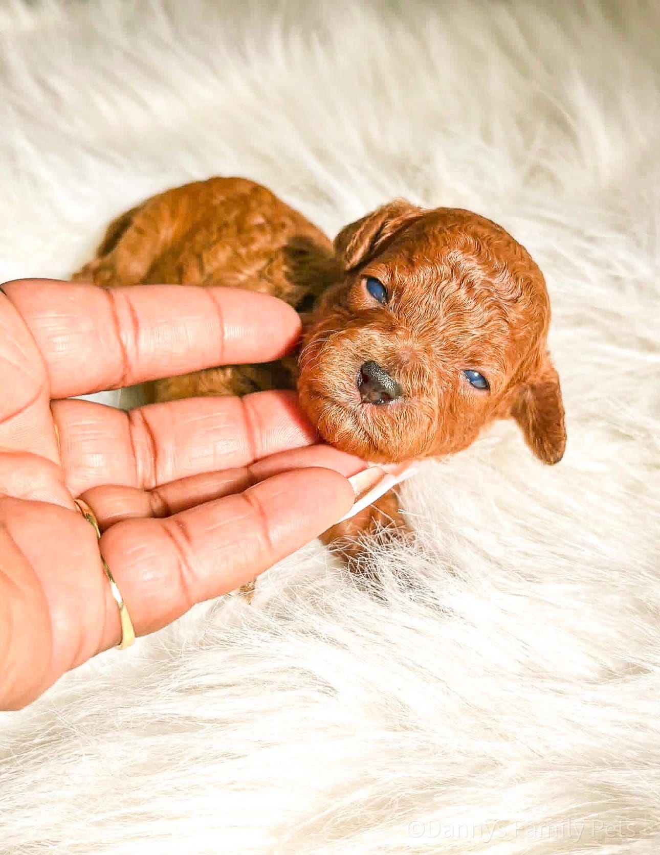 Dior – Poodle - Miniature  puppy for sale in Chicago, IL
