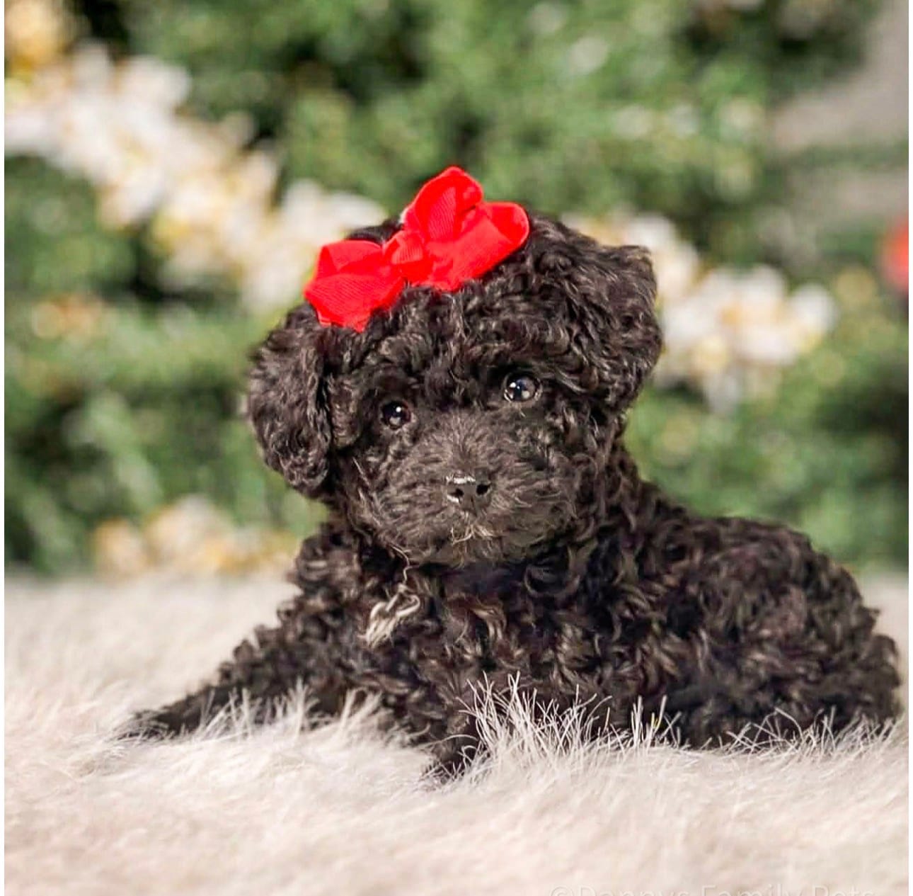 Pebbles  – Poodle - Toy  puppy for sale in Chicago, IL