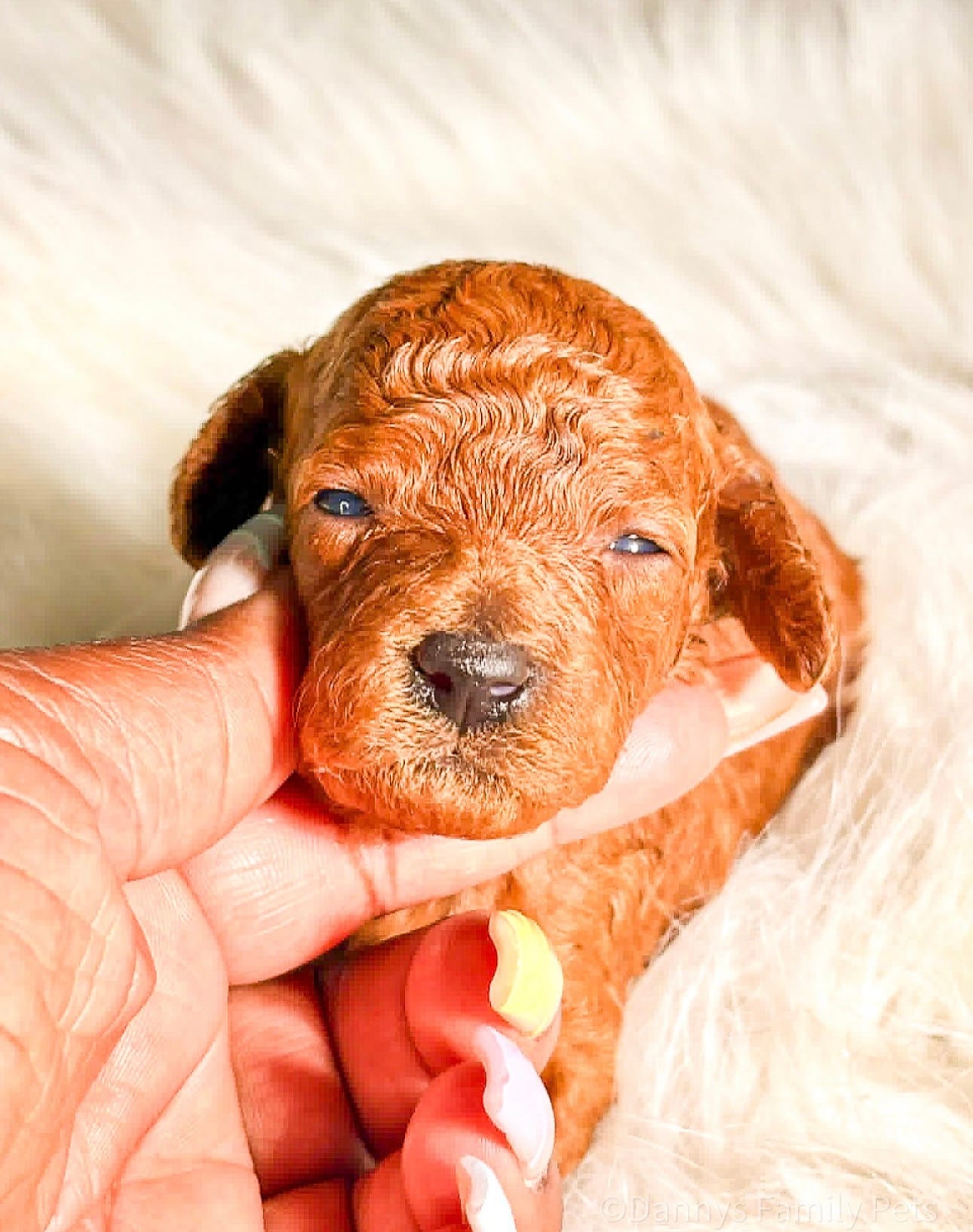 Duchess – Poodle - Miniature  puppy for sale in Chicago, IL