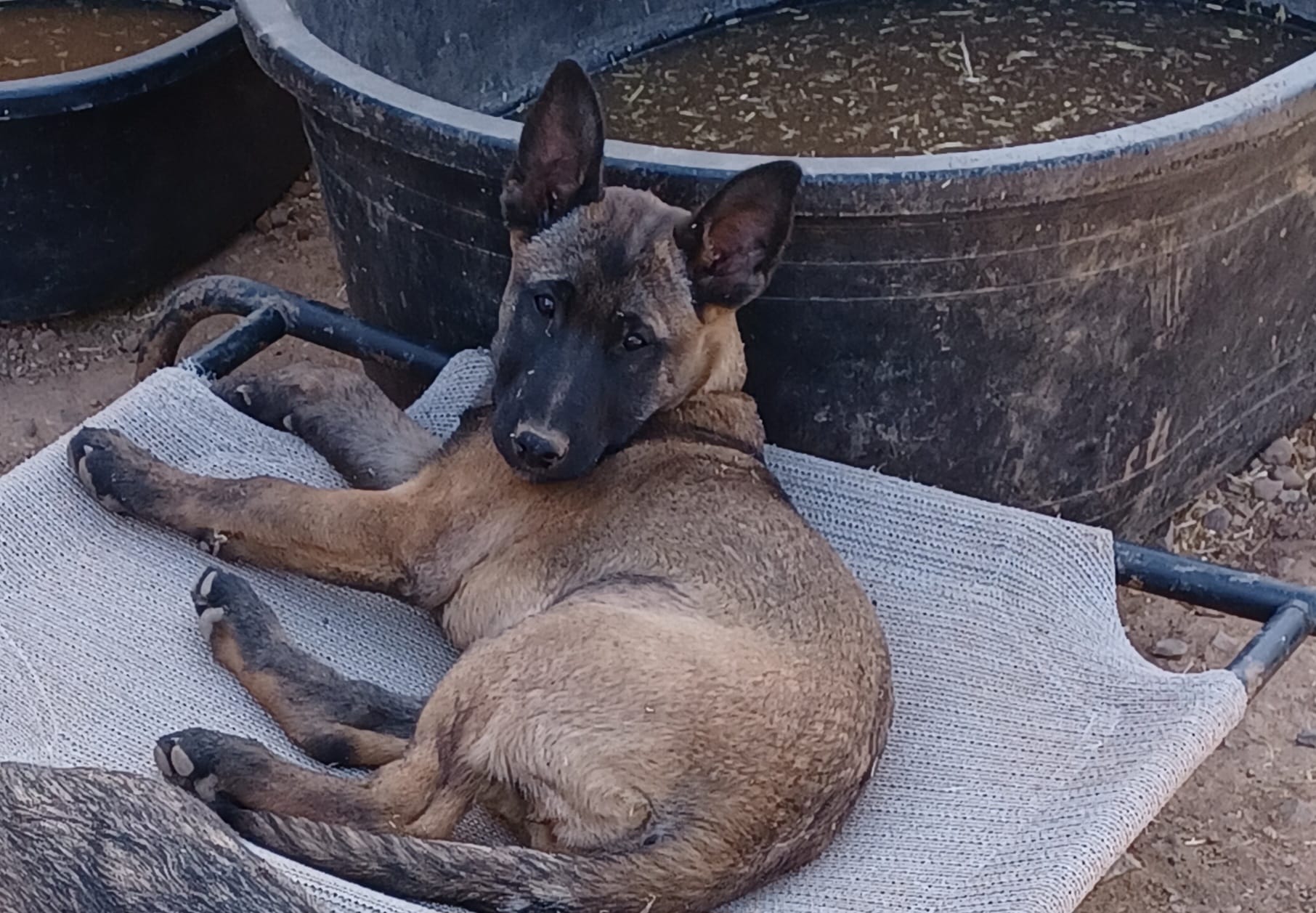 Female 1 – Belgian Malinois puppy for sale in Mayer, AZ