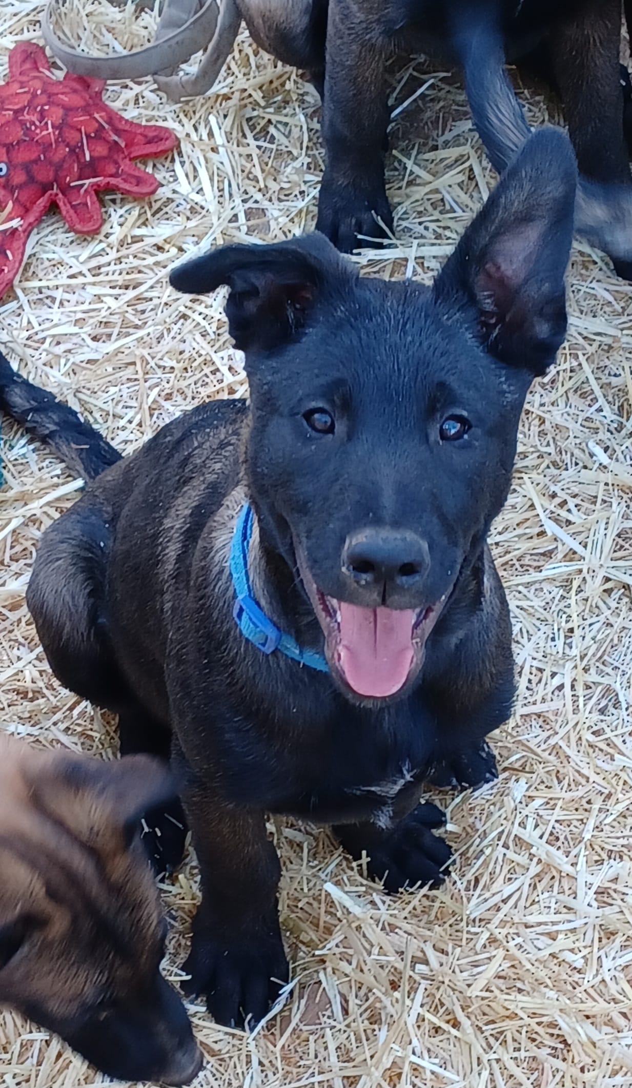 Titan  – Belgian Malinois puppy for sale in Mayer, AZ