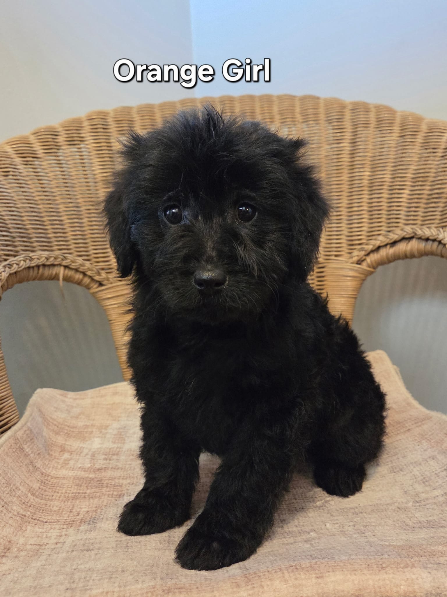 Molly – Goldendoodle puppy for sale in Clarksville, MI