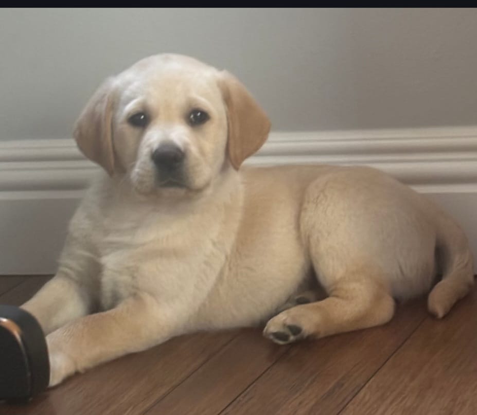 Jake – Labrador Retriever puppy for sale in Clyde, OH