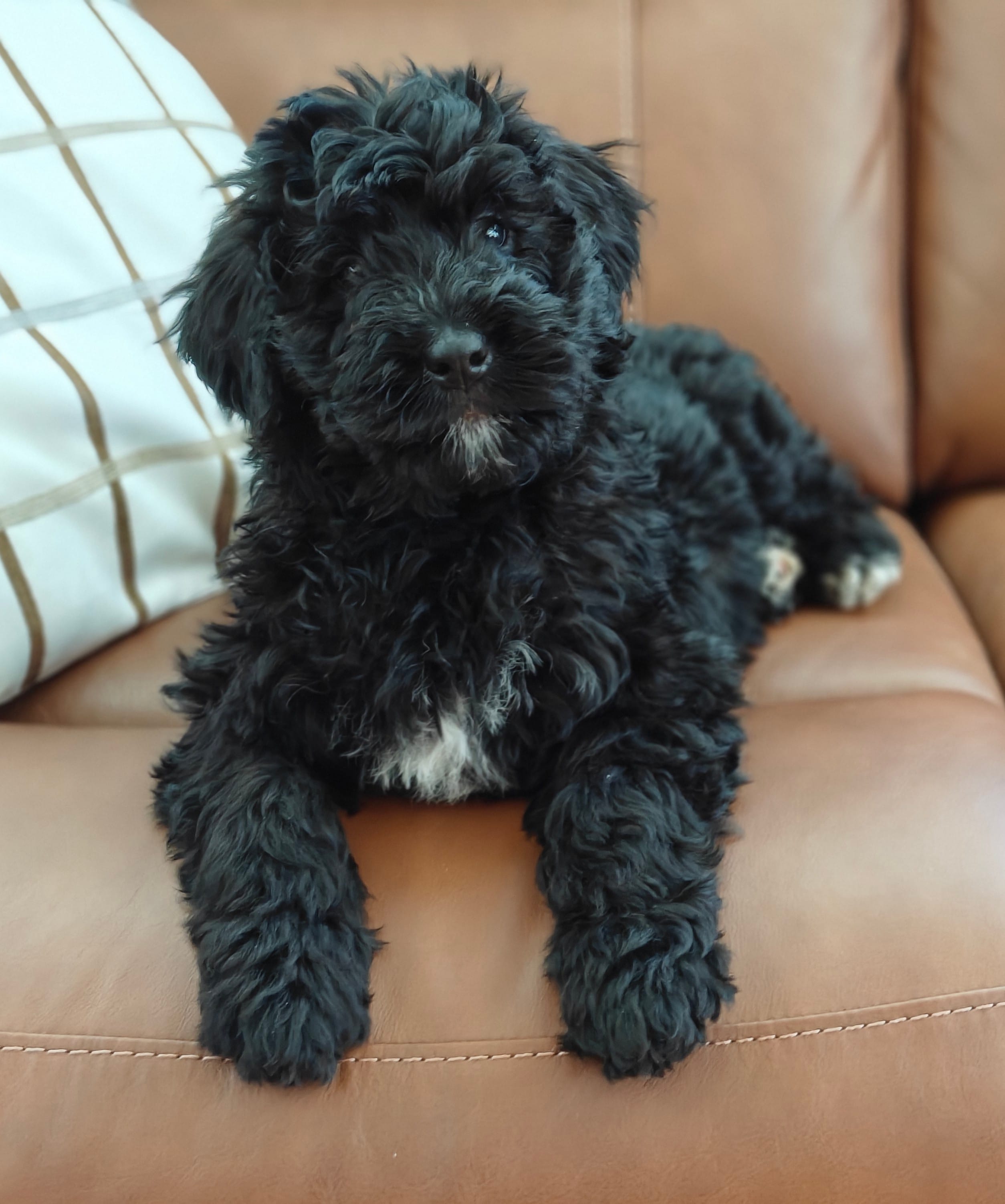 Cinder – Bernedoodle puppy for sale in Lewisburg, PA