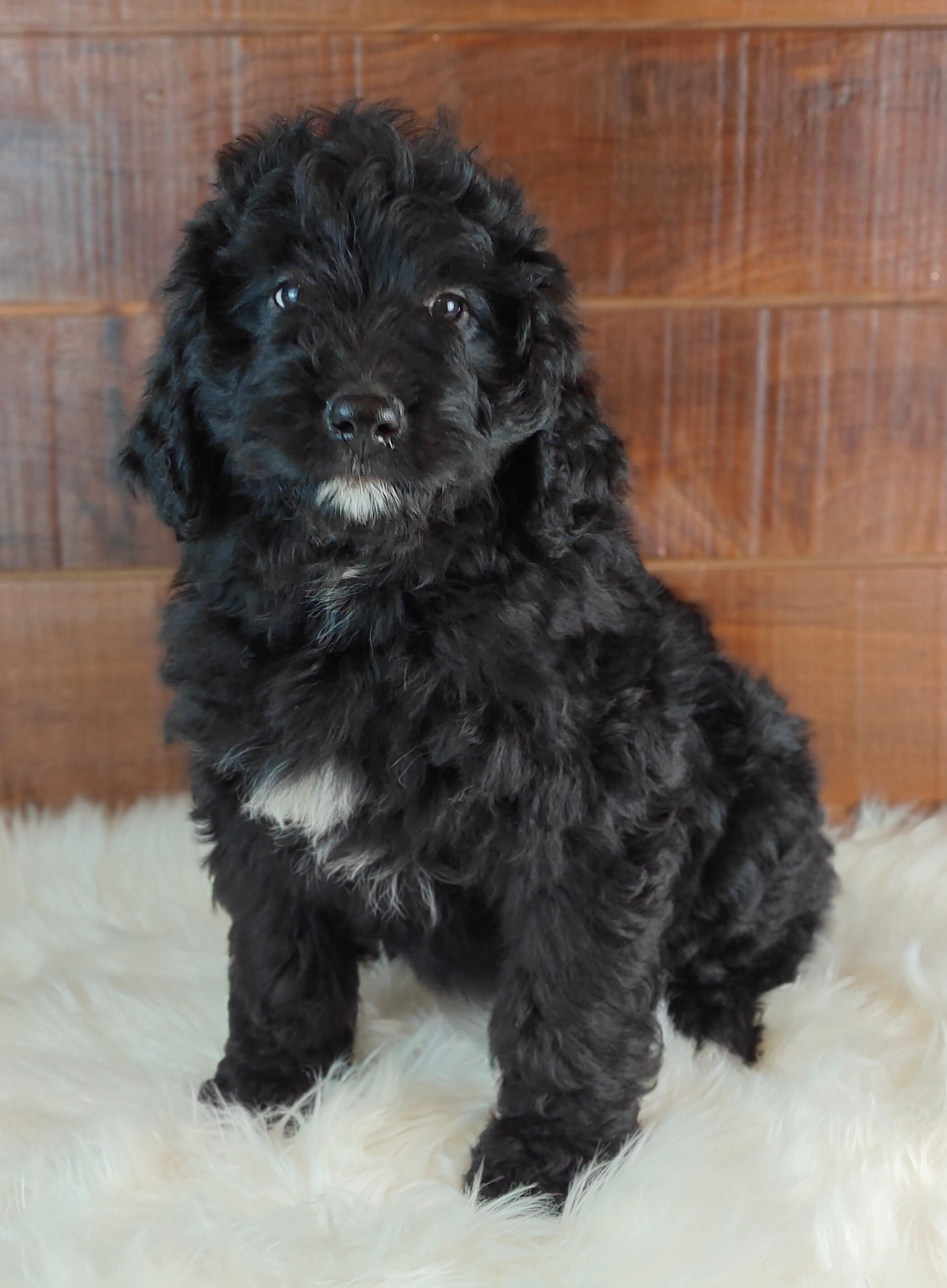 Espresso  – Bernedoodle puppy for sale in Lewisburg, PA