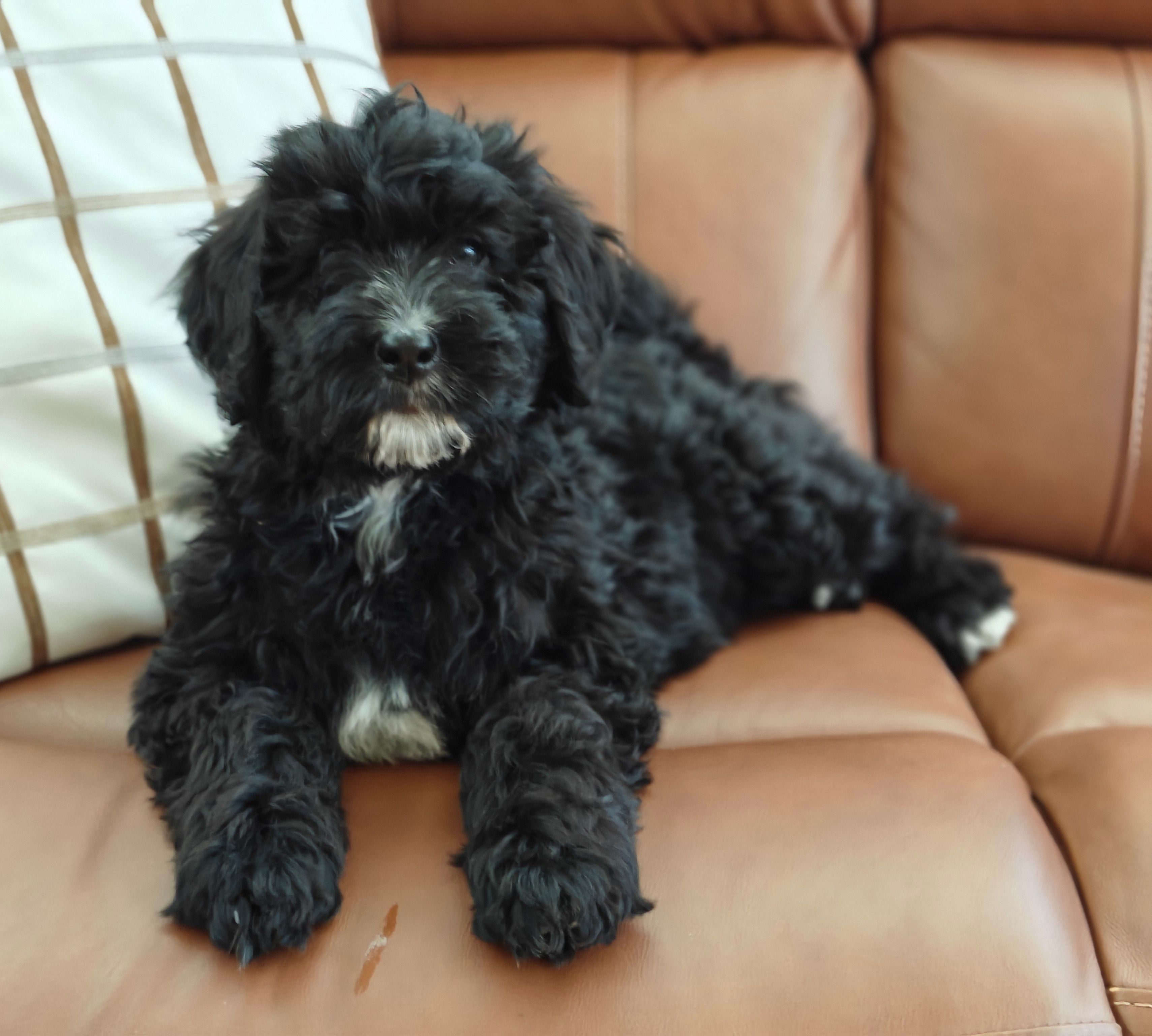 Coffey – Bernedoodle puppy for sale in Lewisburg, PA