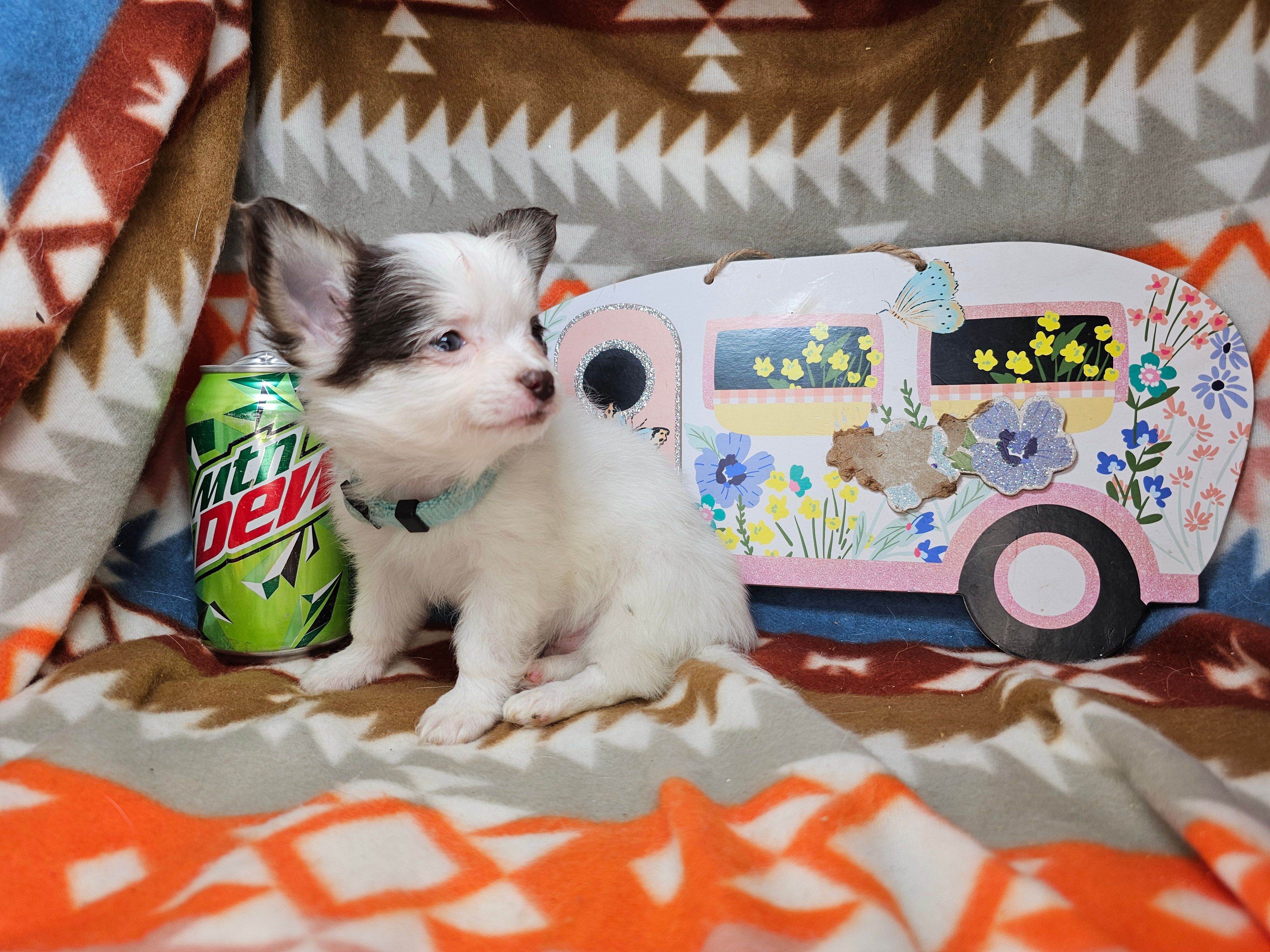 J. J. (T-cup)[ Tri LH ] – Chihuahua puppy for sale in New York City, NY