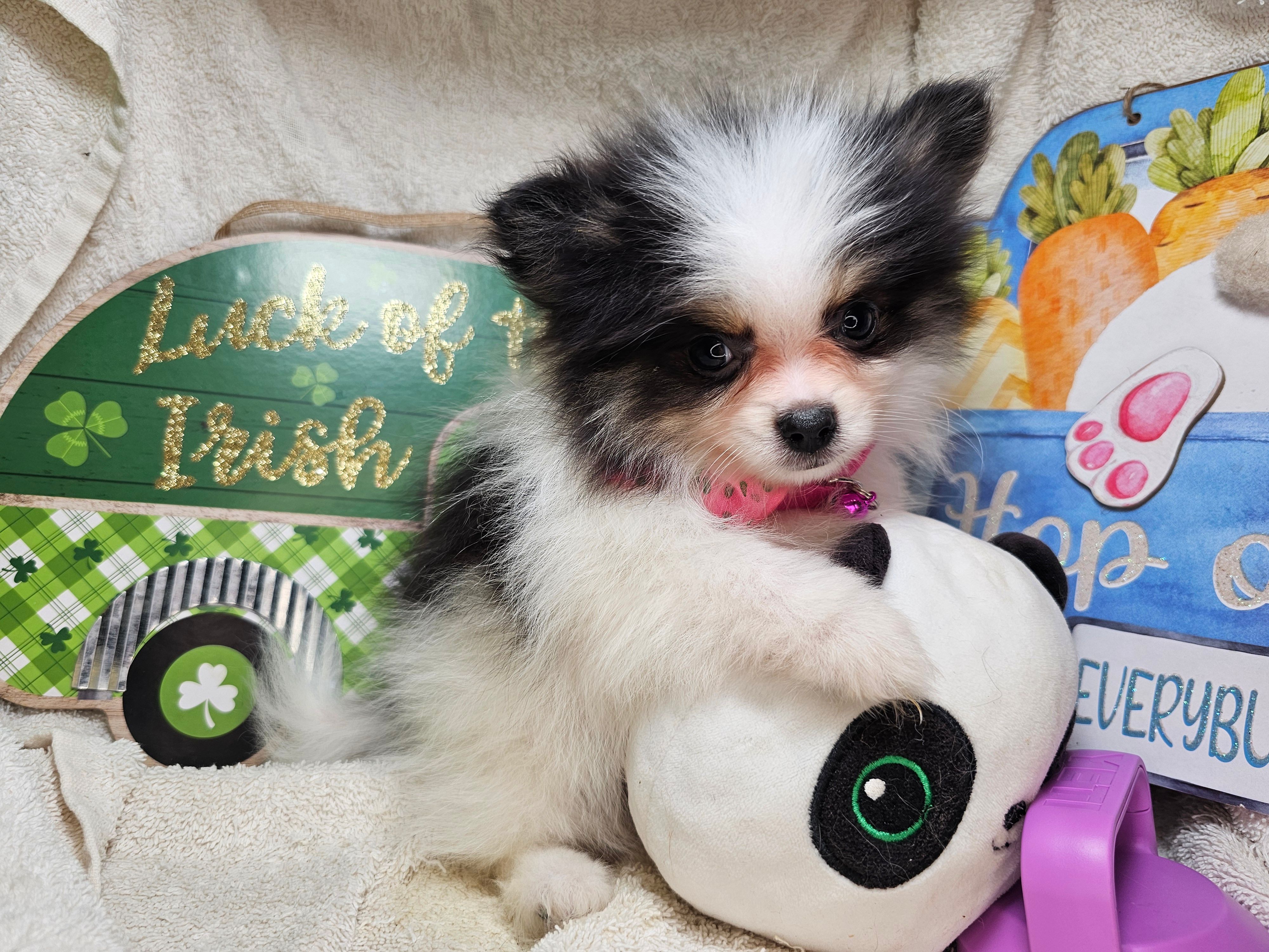 Iris (small) (Tri-color) – Pomeranian puppy for sale in New York City, NY