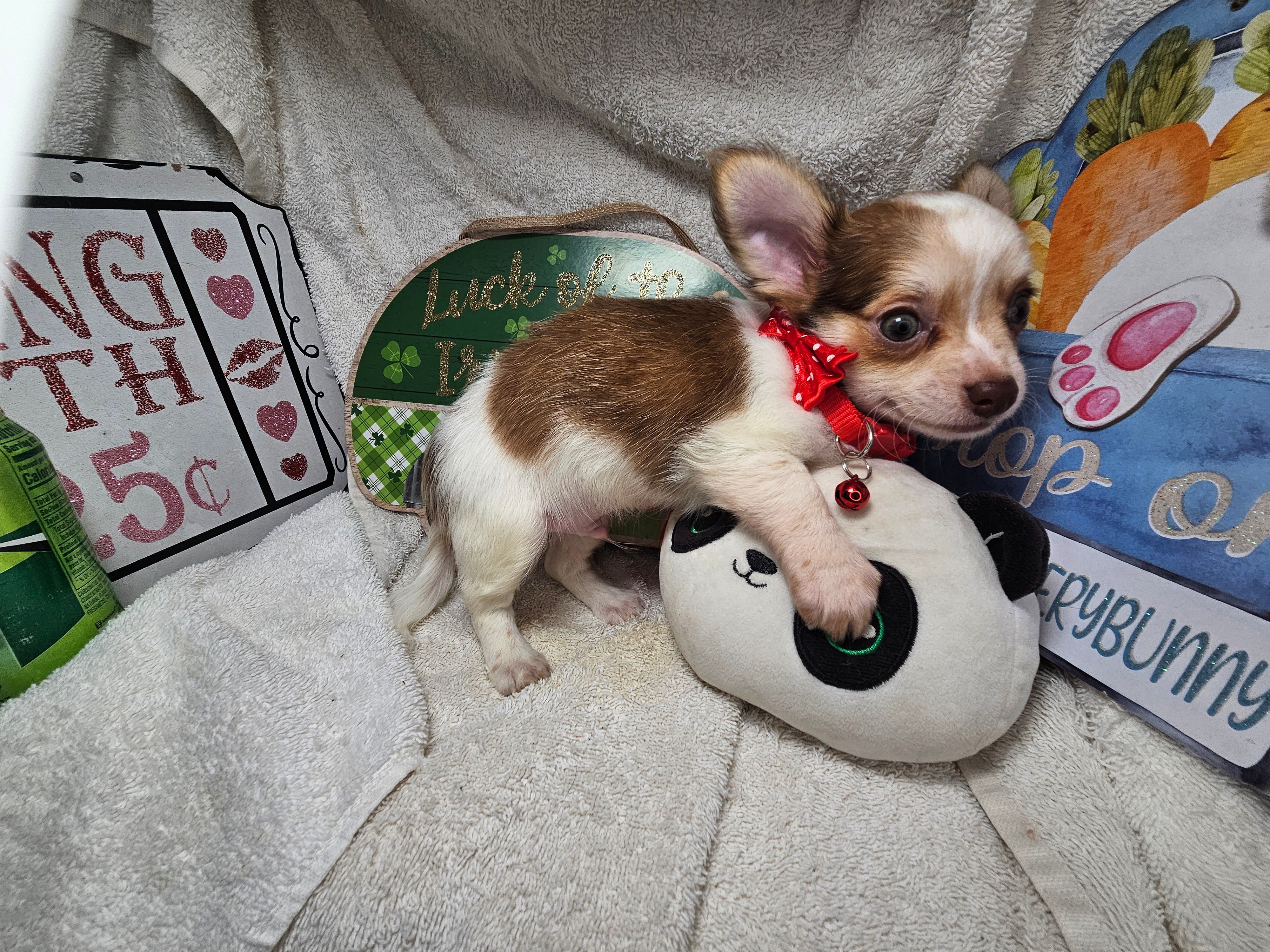 Neutron (long-hair) – Chihuahua puppy for sale in New York City, NY