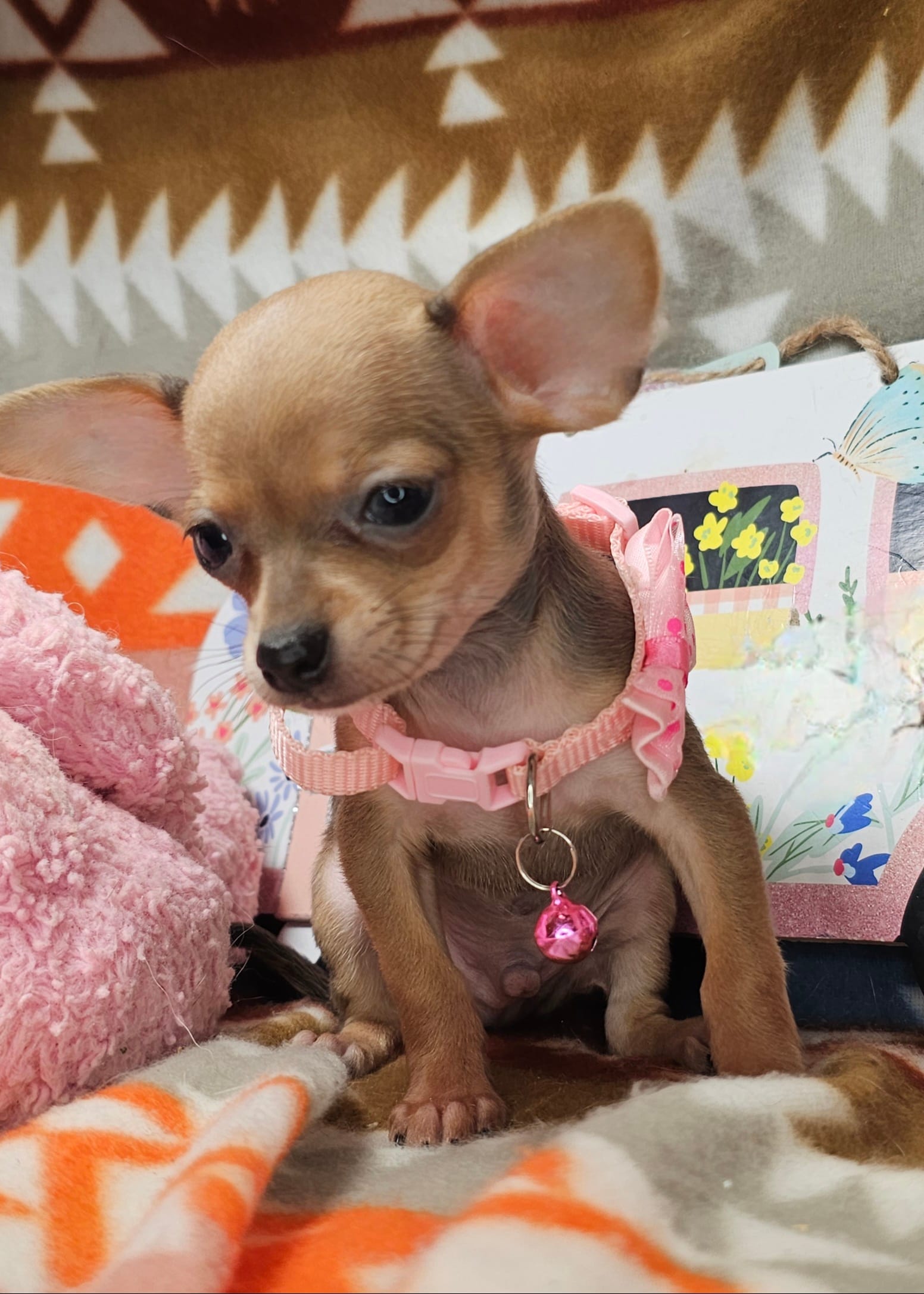 Marty (small) – Chihuahua puppy for sale in New York City, NY