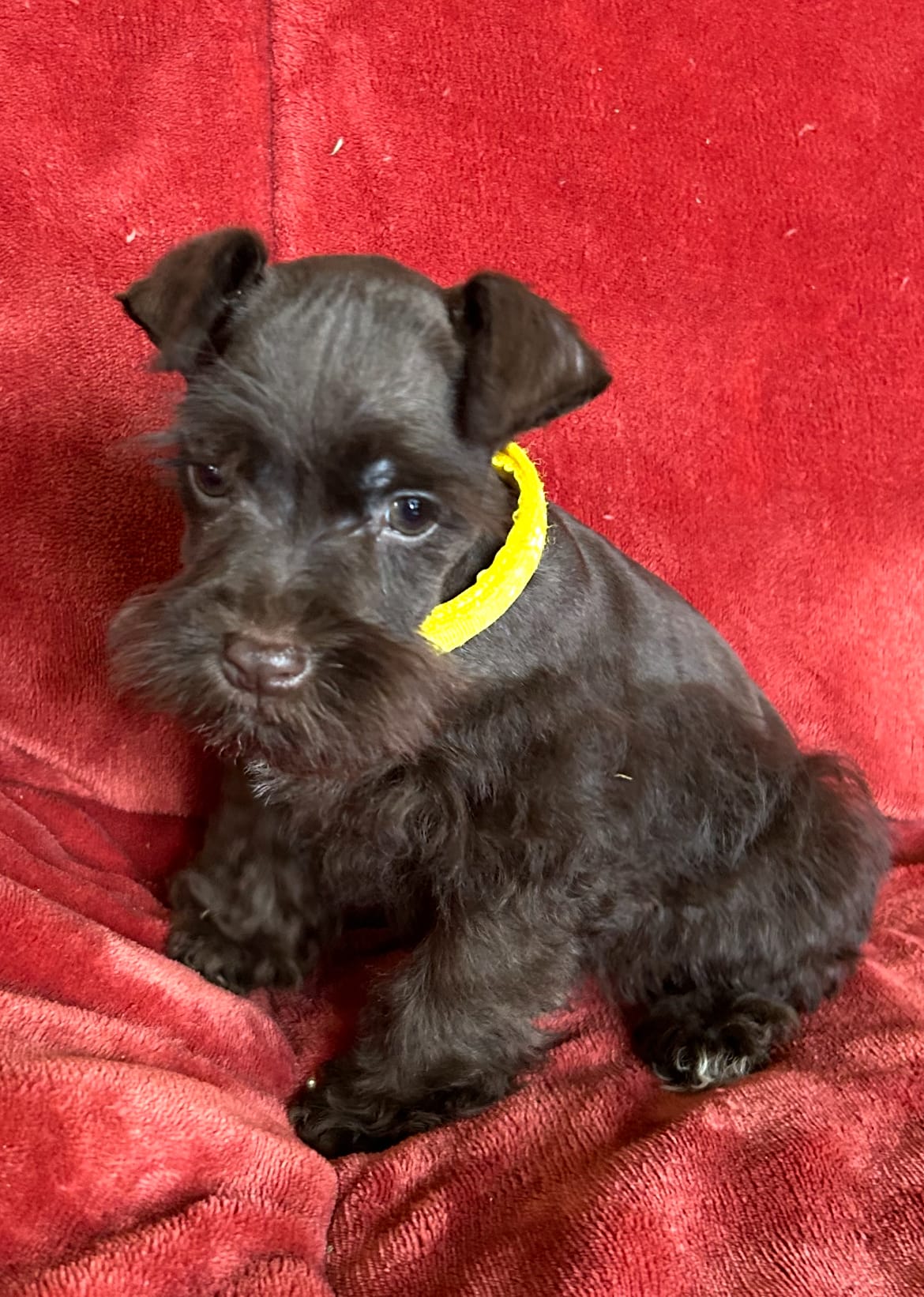 Roxy – Miniature Schnauzer puppy for sale in Tacoma, WA