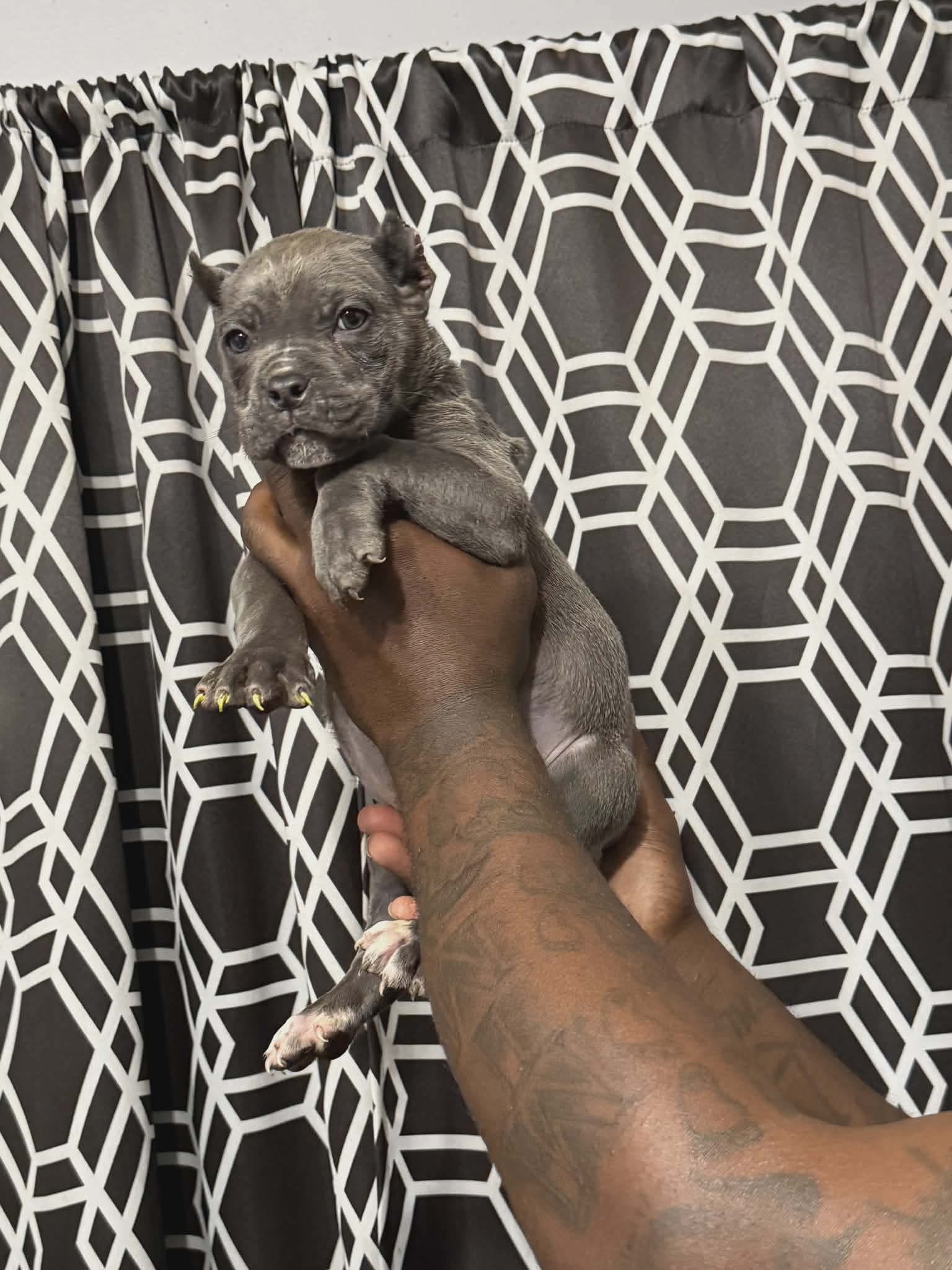 Cane Corso  – Cane Corso puppy for sale in Augusta, GA