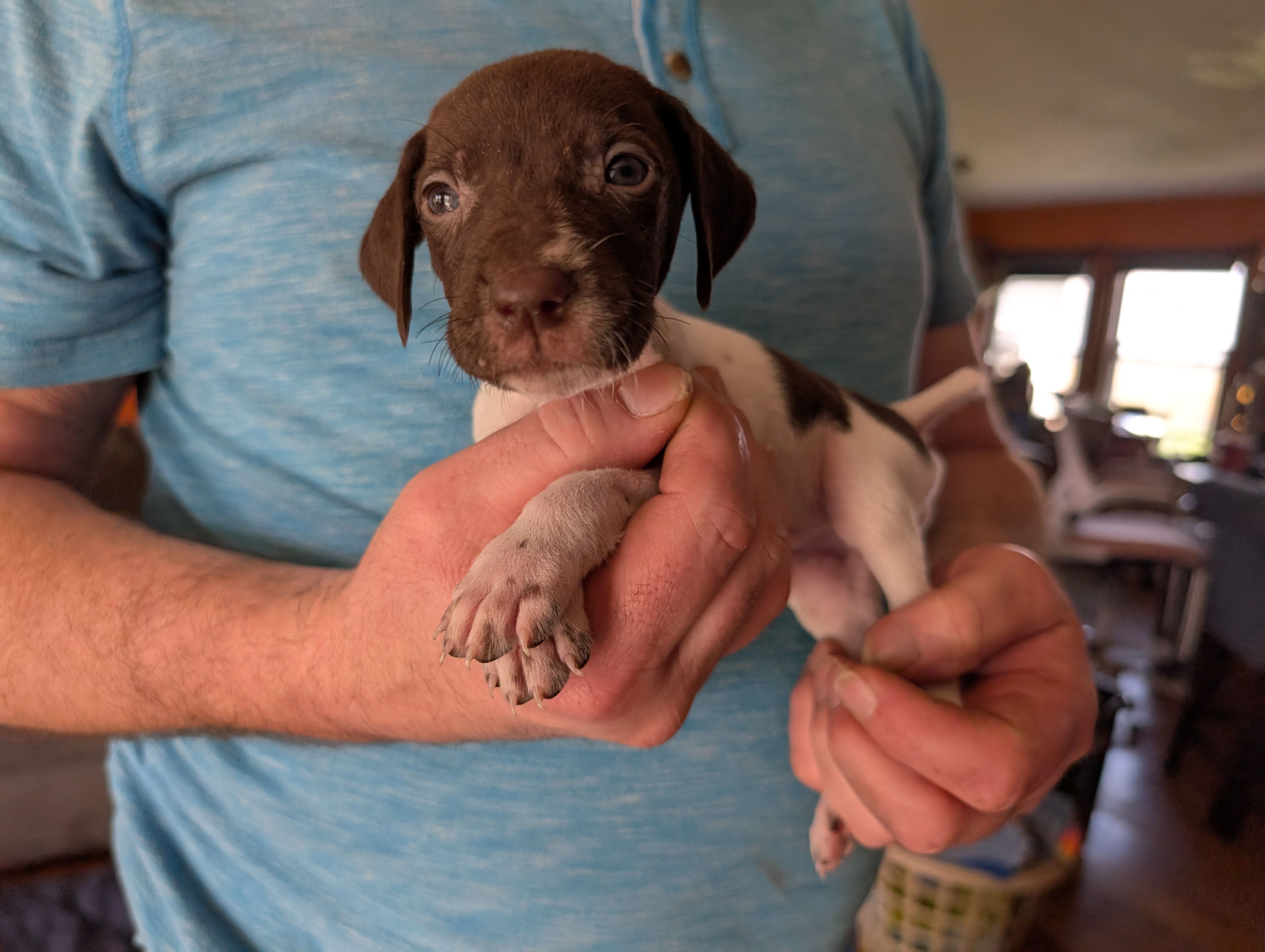 Zetta – German Shorthaired Pointer puppy for sale in Gibsonburg, OH