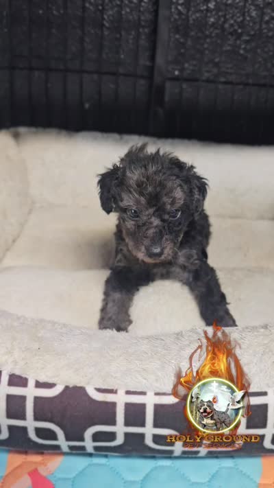 Rosco, a male Yorkipoo for sale in Spring Hill, FL – 2 of 6