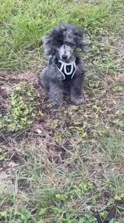 Gizmo, a male Yorkipoo for sale in Spring Hill, FL – 6 of 6