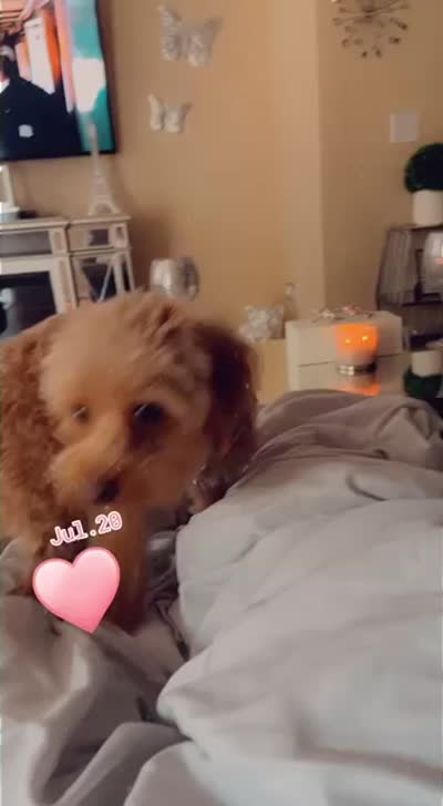 Blossom, a female Yorkipoo for sale in Spring Hill, FL – 4 of 6