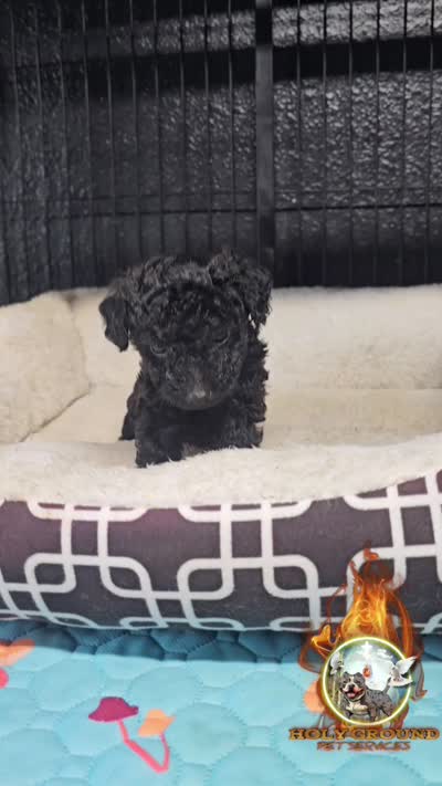Shadow, a female Yorkipoo for sale in Spring Hill, FL – 2 of 6