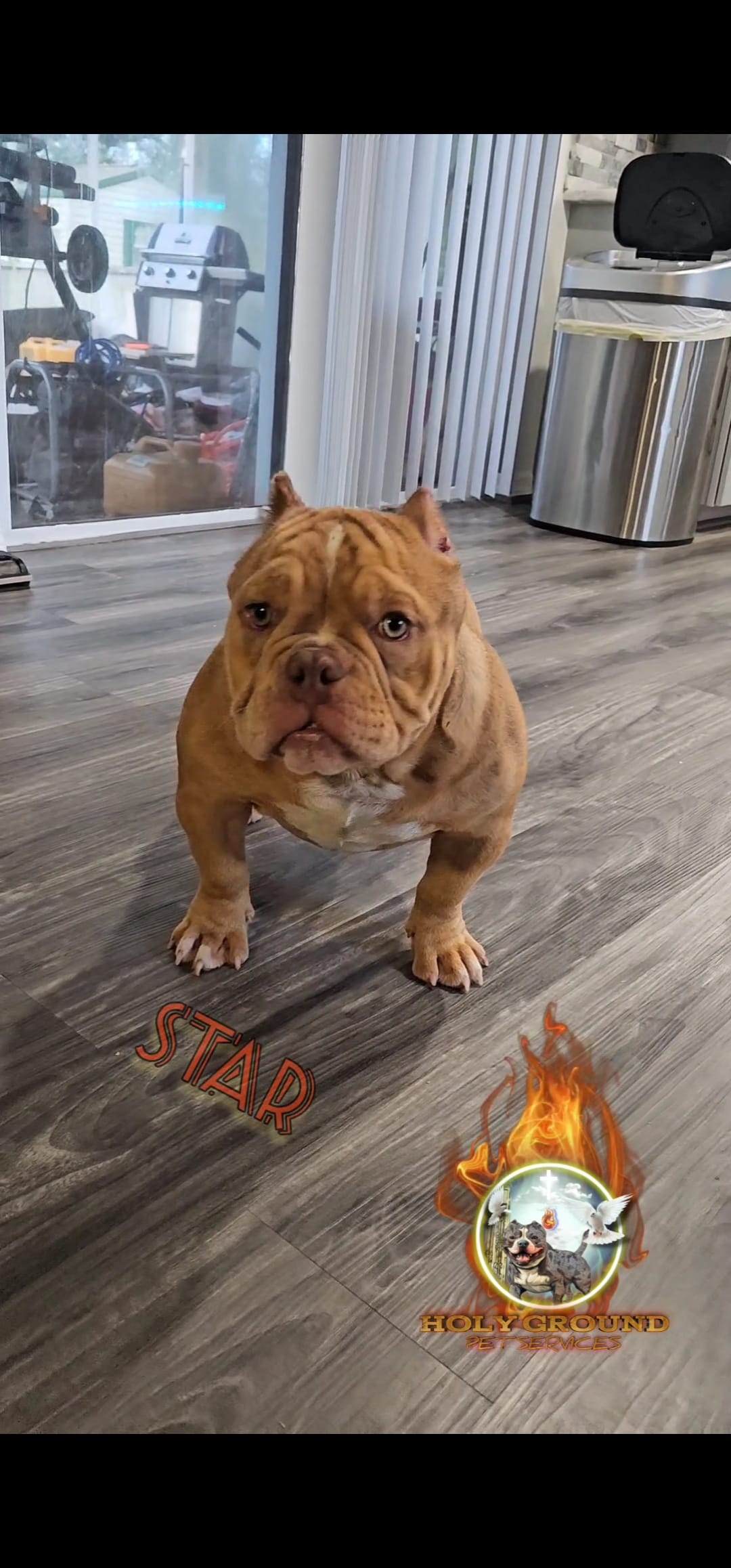 Star – American Bully puppy for sale in Spring Hill, FL