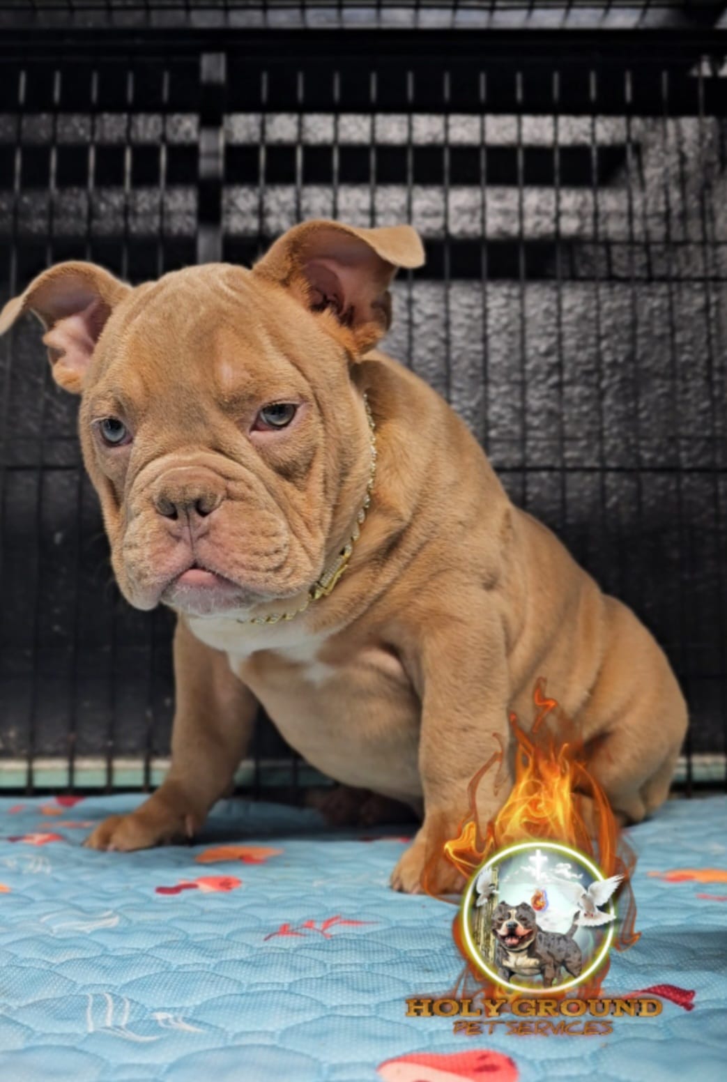 Oscar  – American Bully puppy for sale in Spring Hill, FL