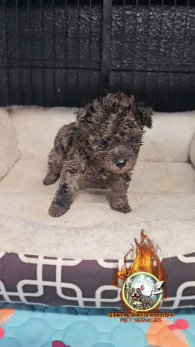 Gizmo, a male Yorkipoo for sale in Spring Hill, FL – 2 of 6