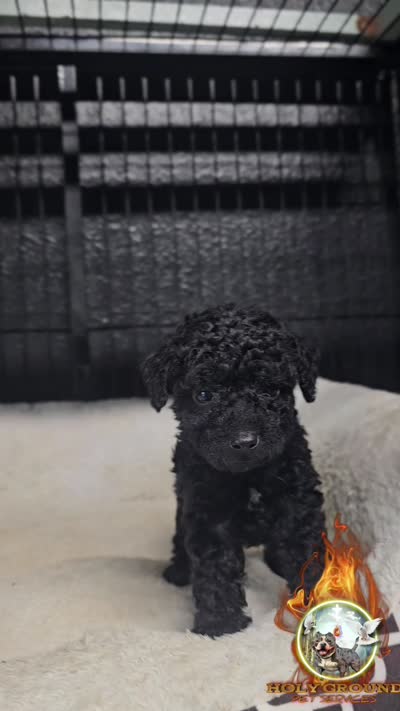 Blossom, a female Yorkipoo for sale in Spring Hill, FL – 2 of 6