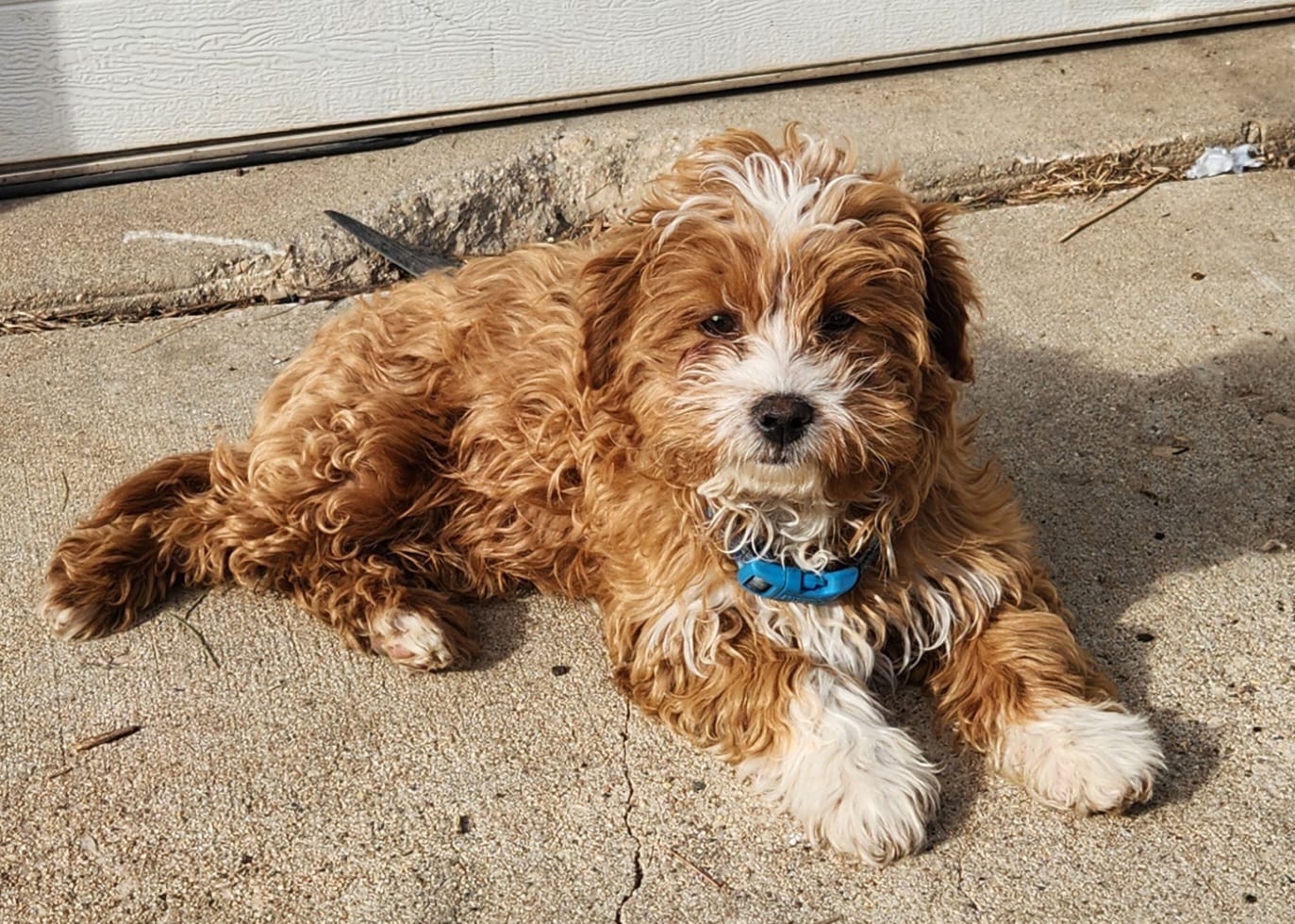 Milo – Shih Tzu, Miniature Goldendoodle puppy for sale in Osage, IA