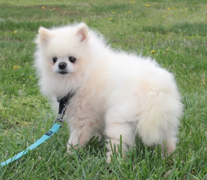 Justin -AKC- – Pomeranian puppy for sale in Middlefield, OH