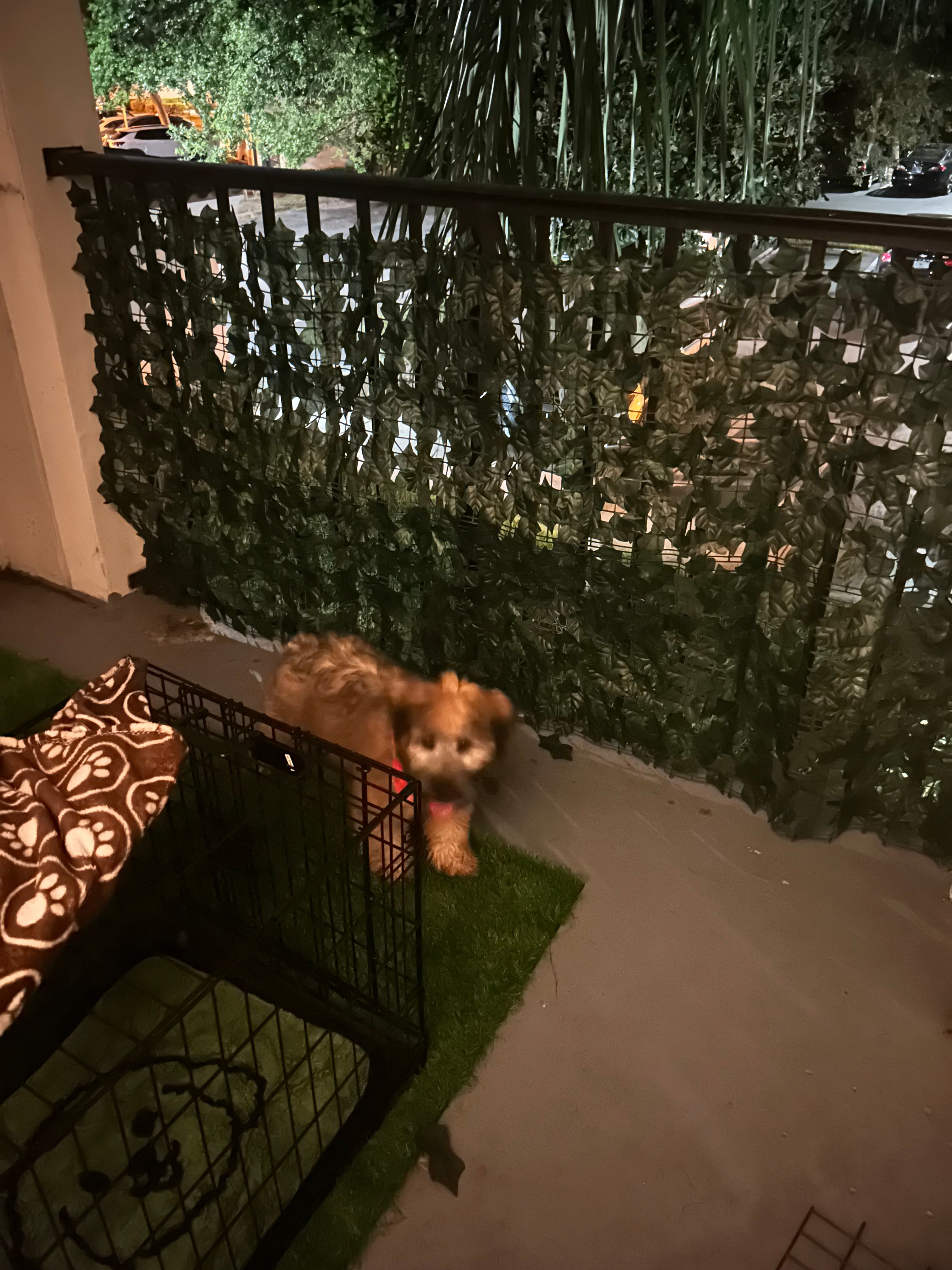 Minni – Soft Coated Wheaten Terrier puppy for sale in Hollywood, FL