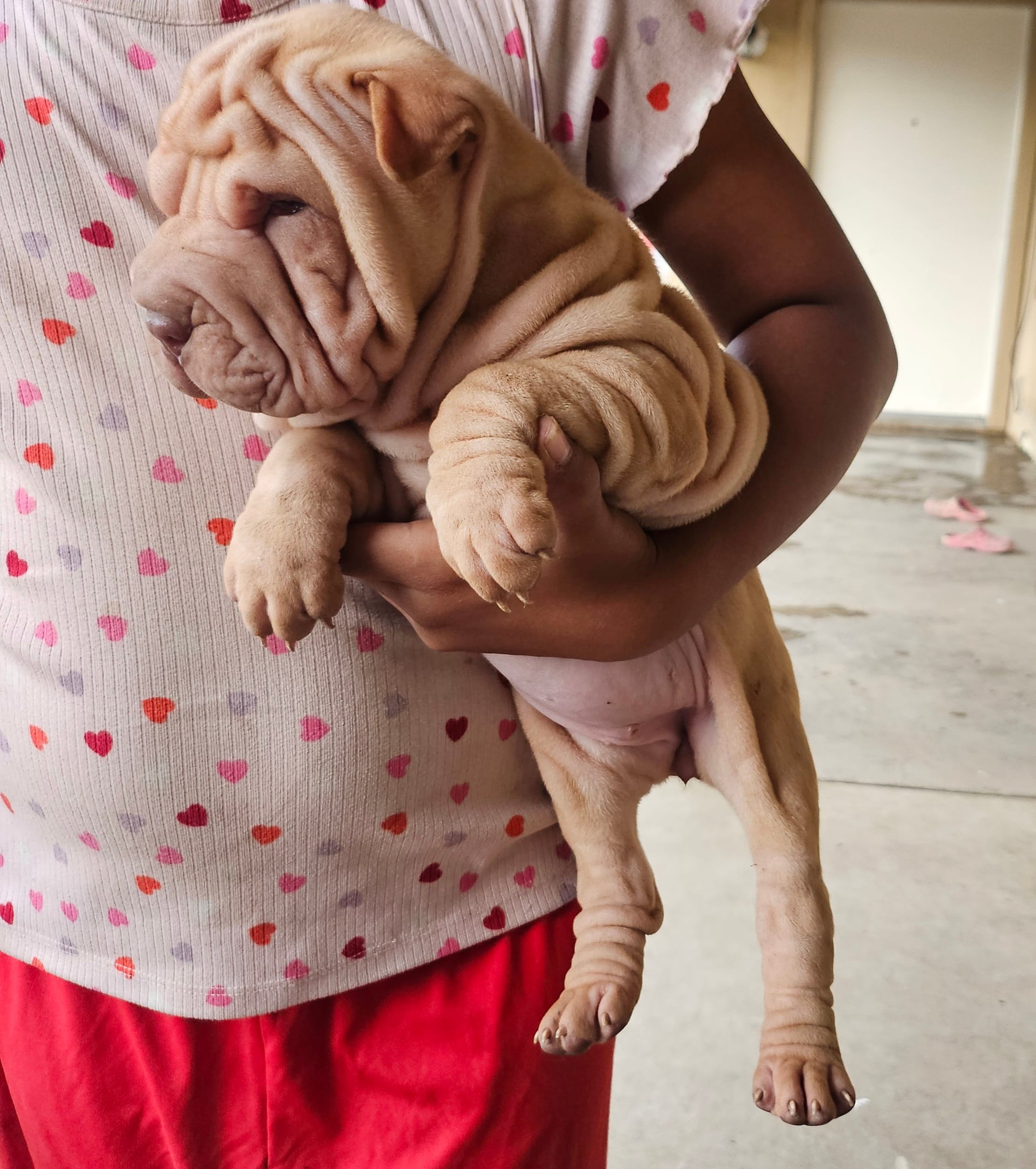 Tiny – Chinese Shar-Pei puppy for sale in Bakersfield, CA