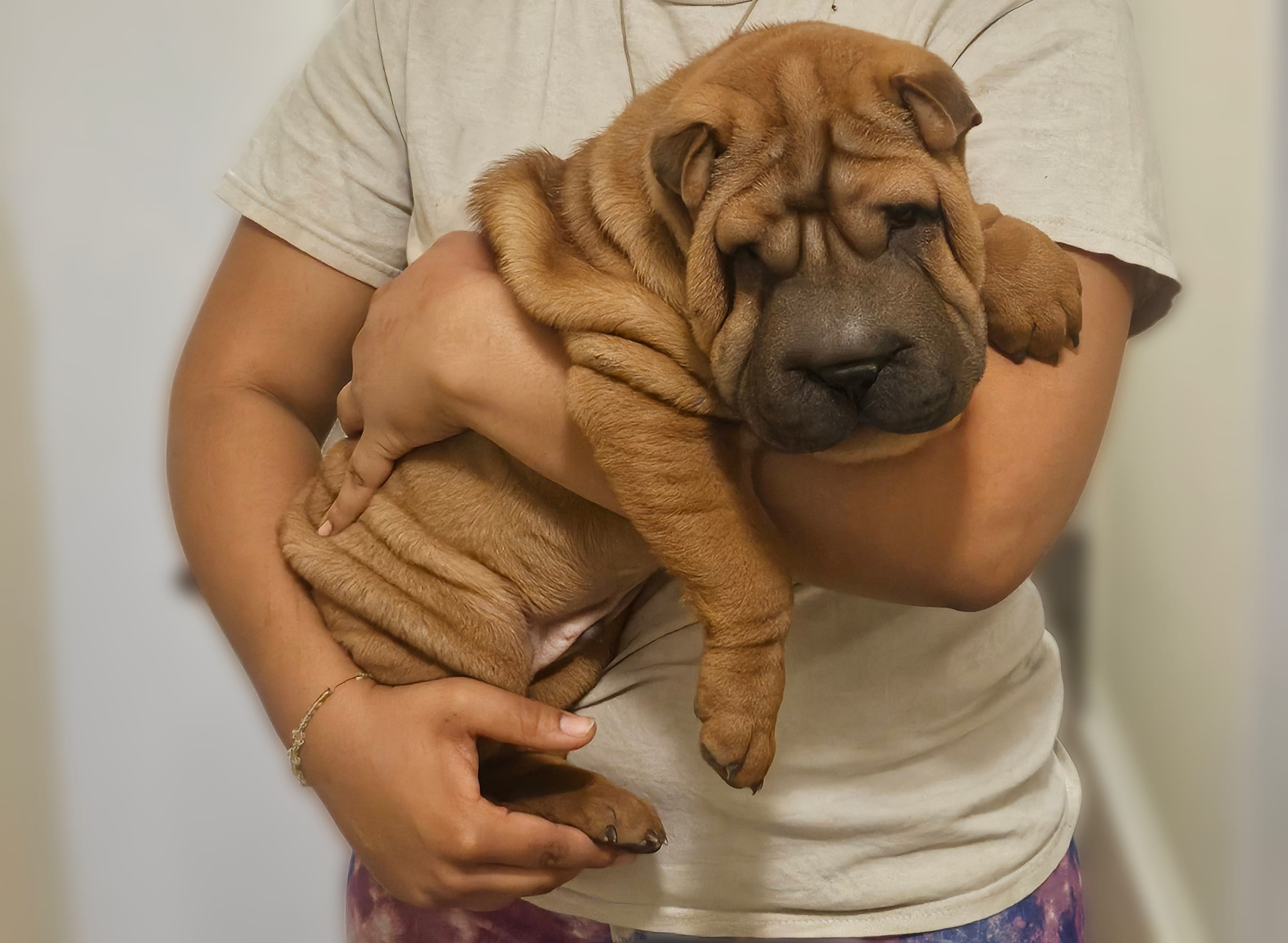 Rocky – Chinese Shar-Pei puppy for sale in Bakersfield, CA