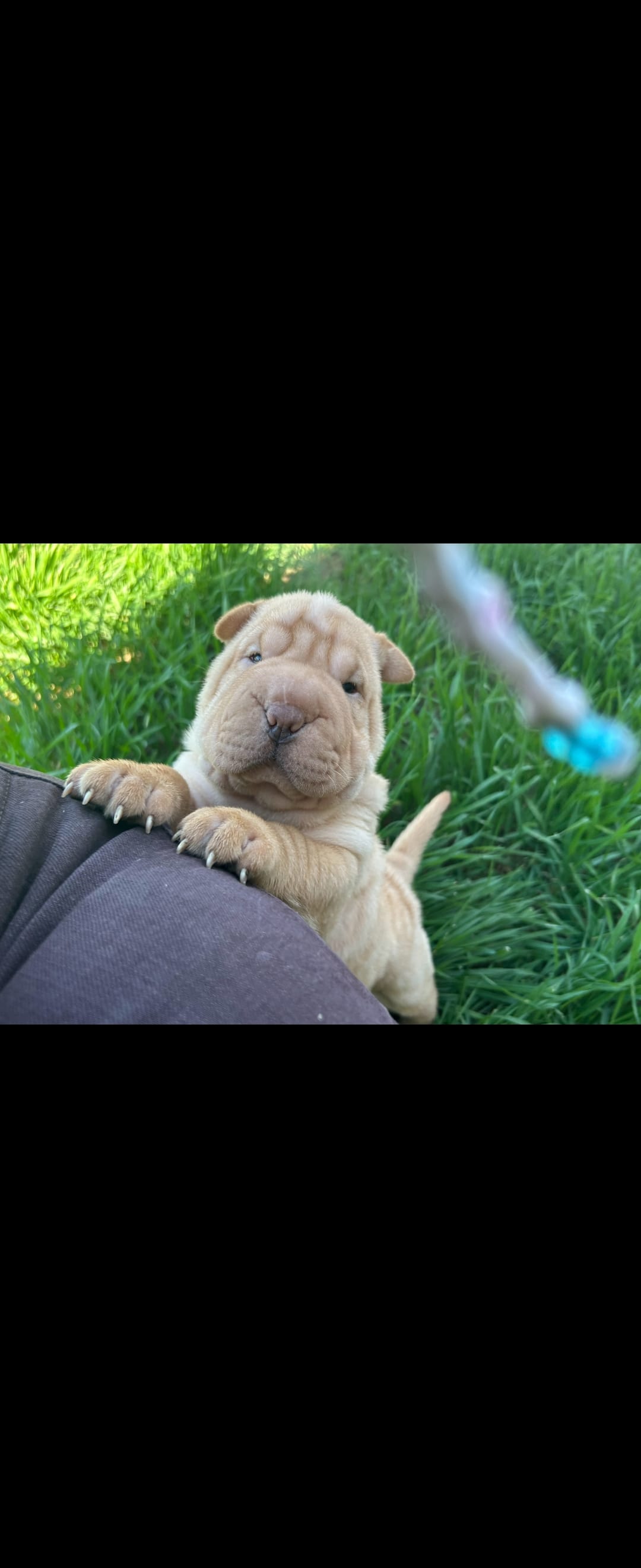 Pearl – Chinese Shar-Pei puppy for sale in Bakersfield, CA