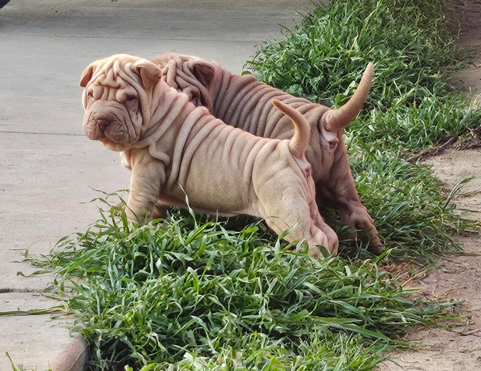 Tiny – Chinese Shar-Pei puppy for sale in Bakersfield, CA