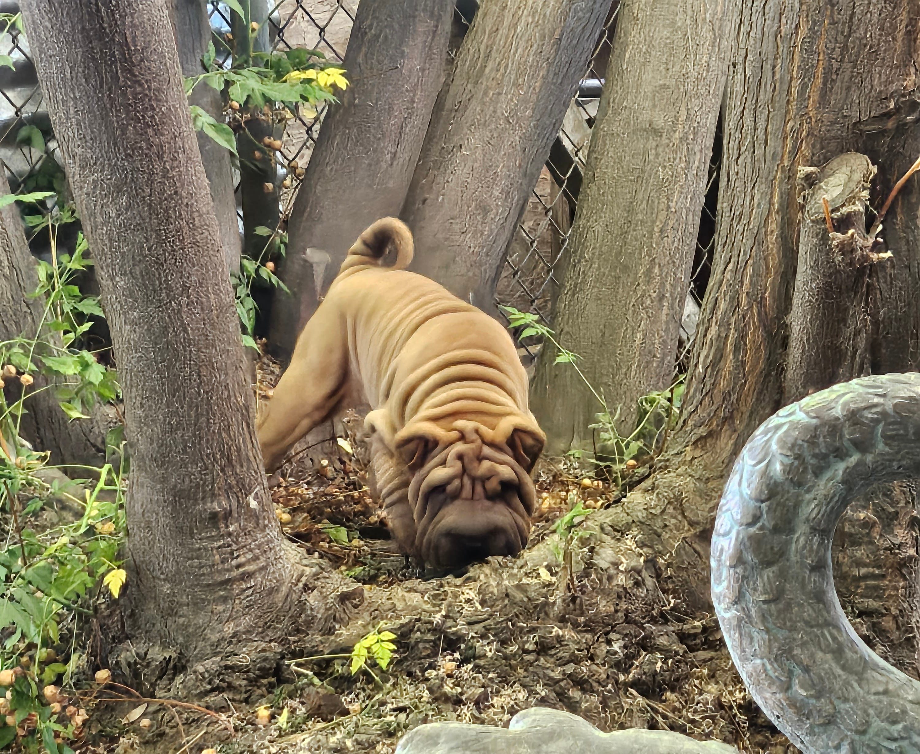 Rusty – Chinese Shar-Pei puppy for sale in Bakersfield, CA