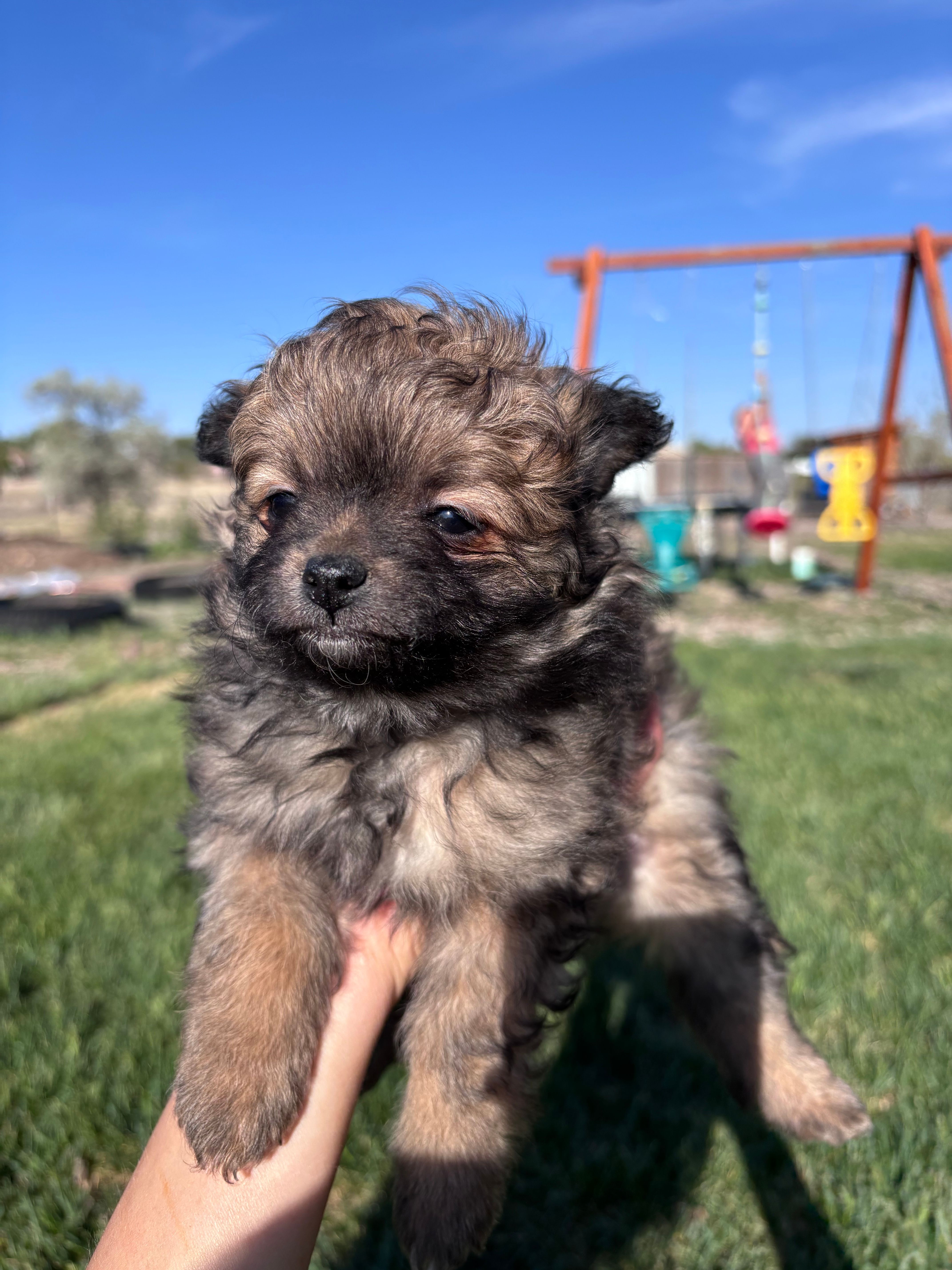Pomeranian Girl  – Pomeranian puppy for sale in Denver, CO