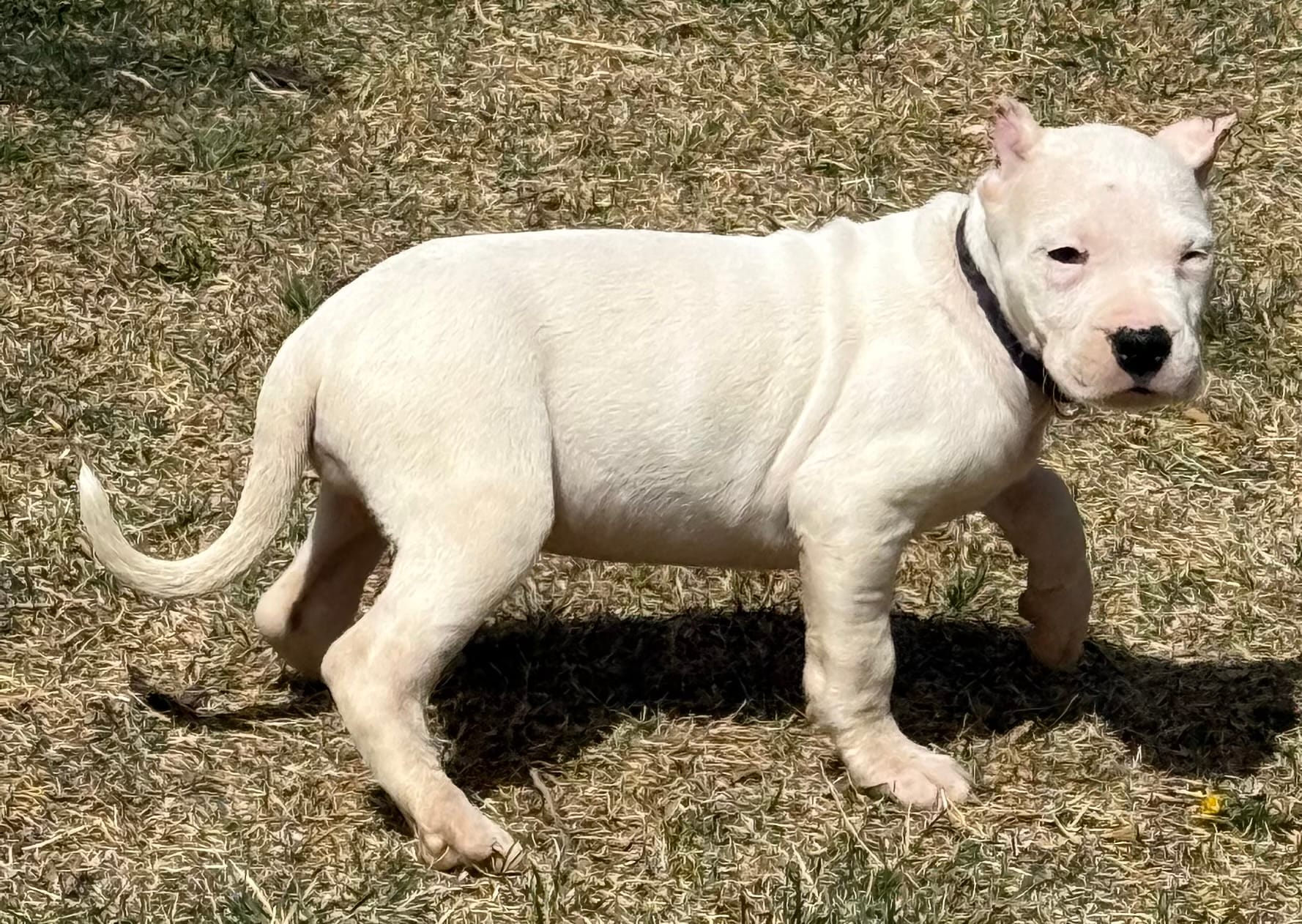 Arwen – Dogo Argentino puppy for sale in Longmont, CO