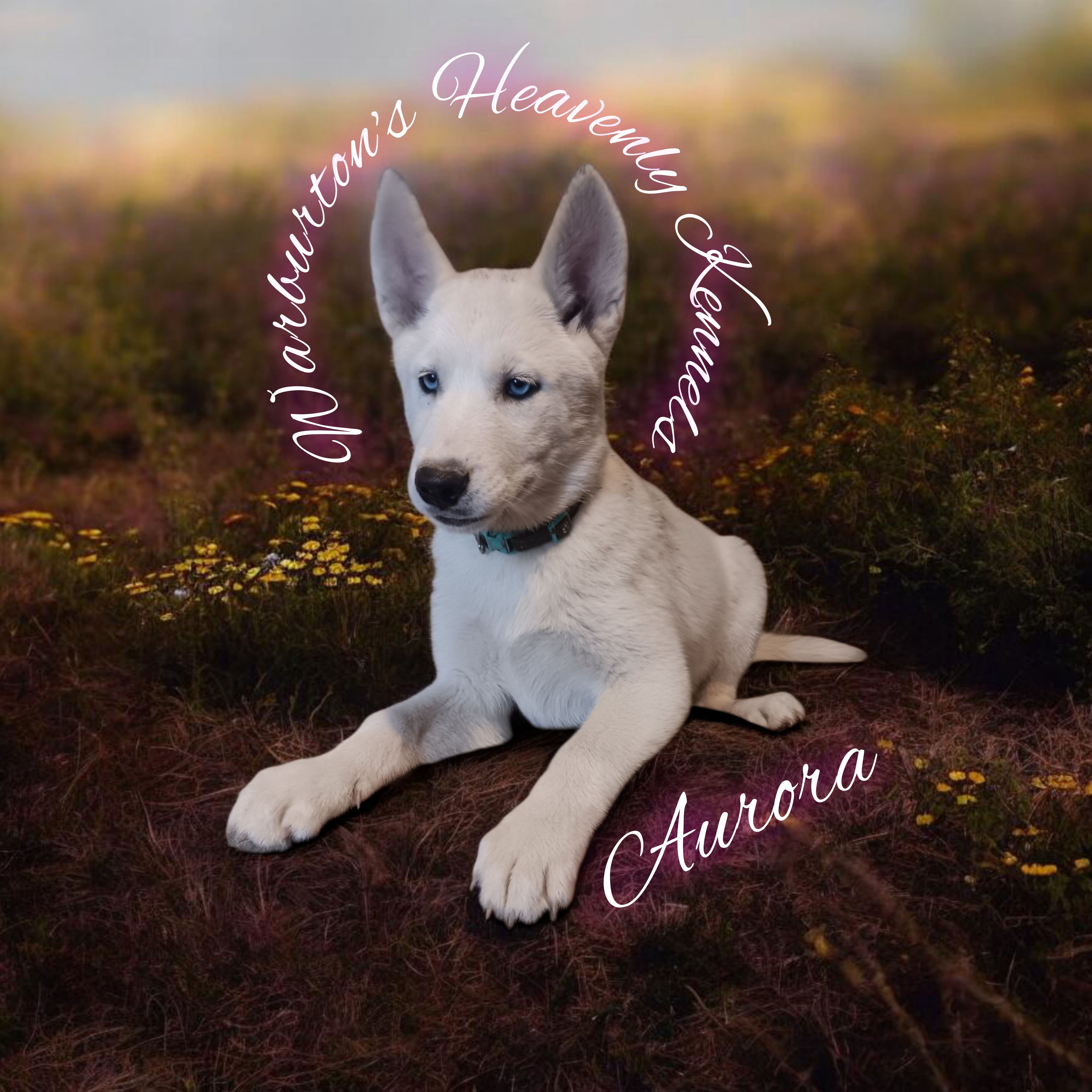 Aurora – Siberian Husky puppy for sale in Coeburn, VA