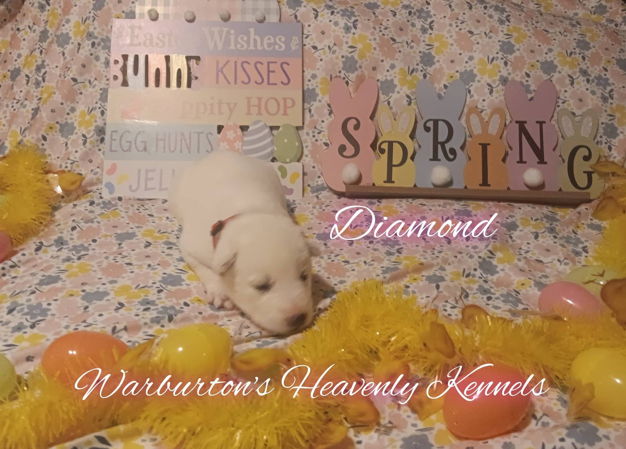 Diamond – Siberian Husky puppy for sale in Coeburn, VA