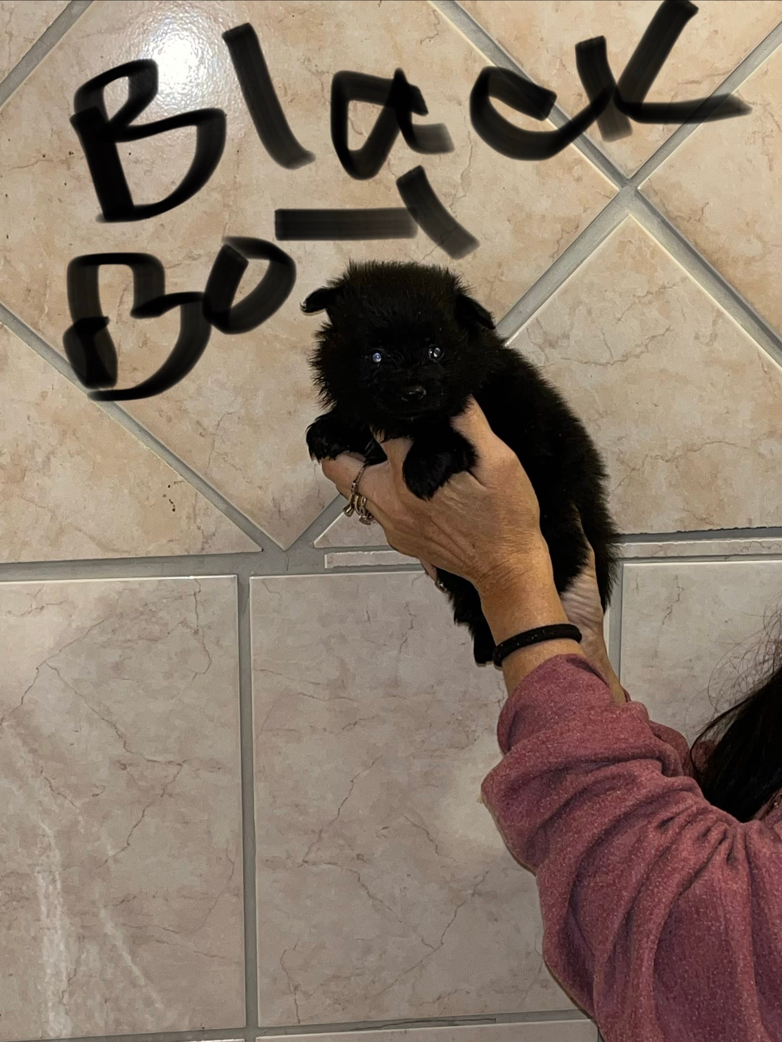 Black boy  – Pomeranian puppy for sale in Monroe, VA