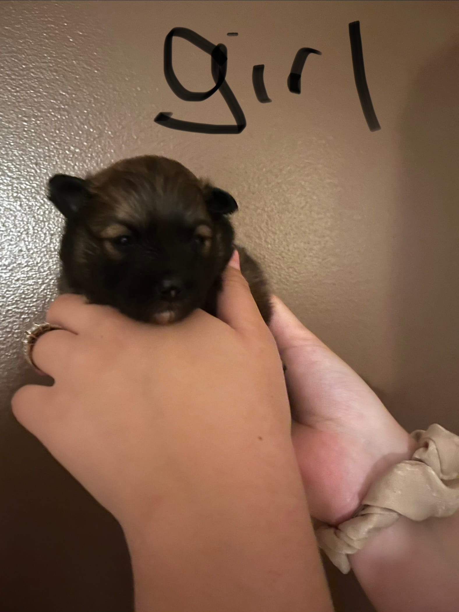 Puppy girl  – Pomeranian puppy for sale in Monroe, VA
