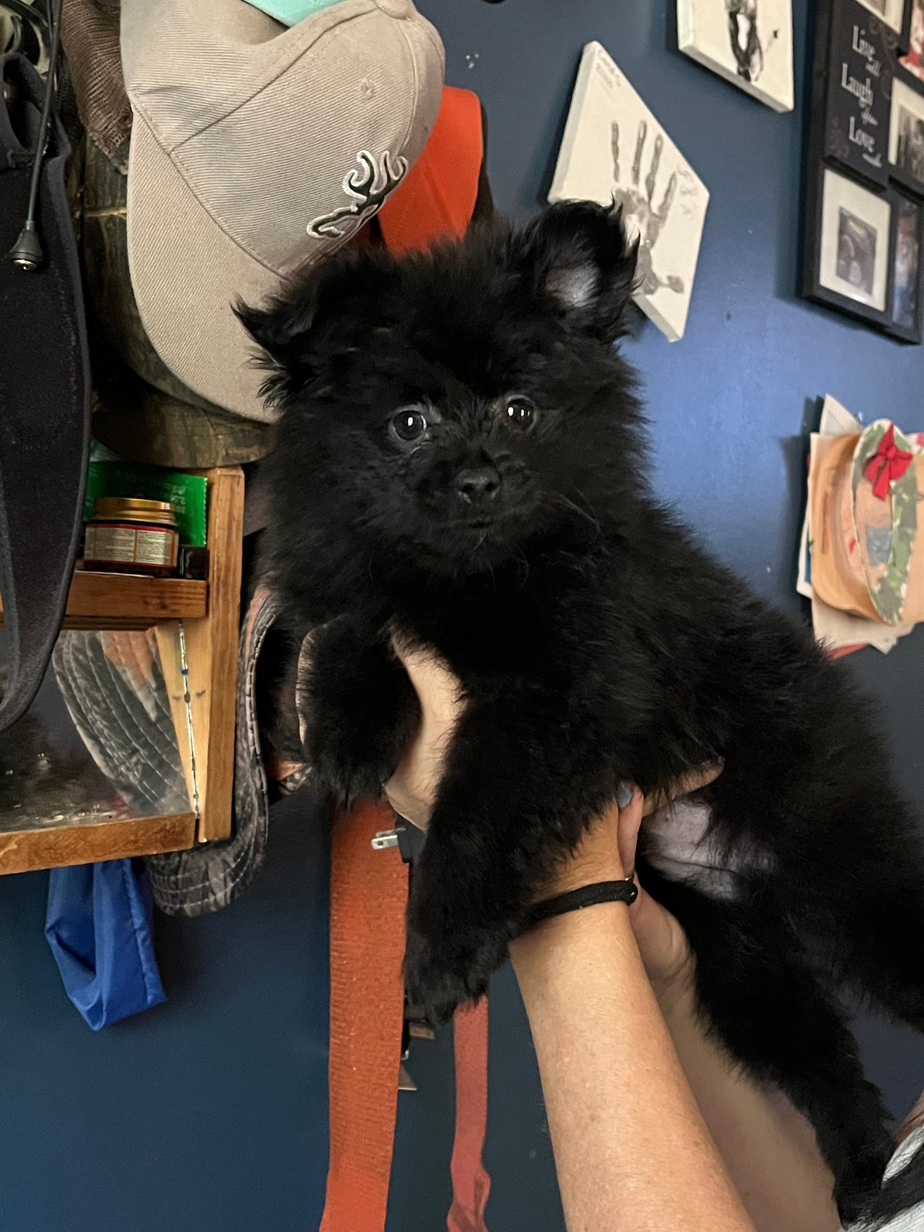 Black boy  – Pomeranian puppy for sale in Monroe, VA
