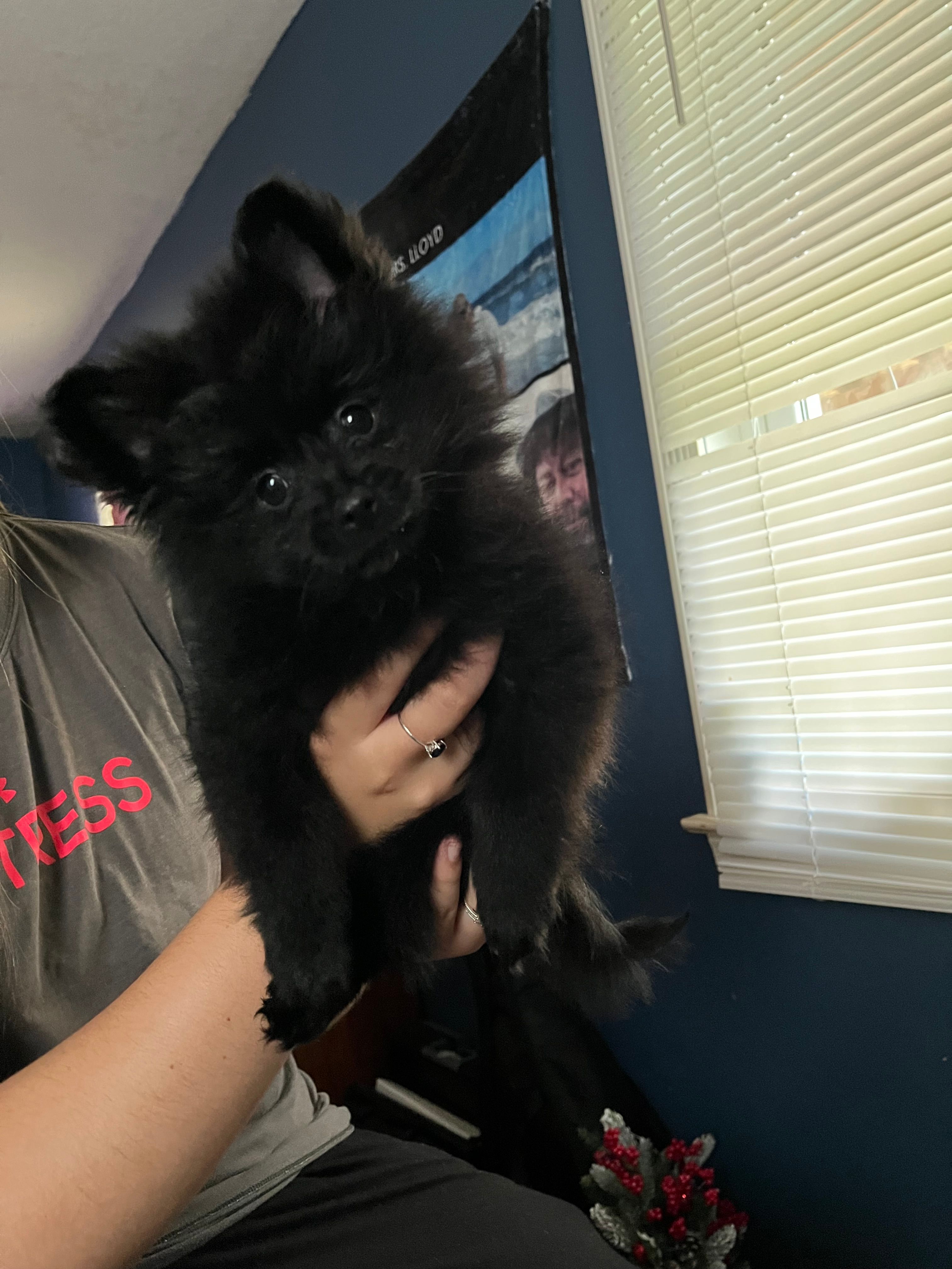 Black boy  – Pomeranian puppy for sale in Monroe, VA