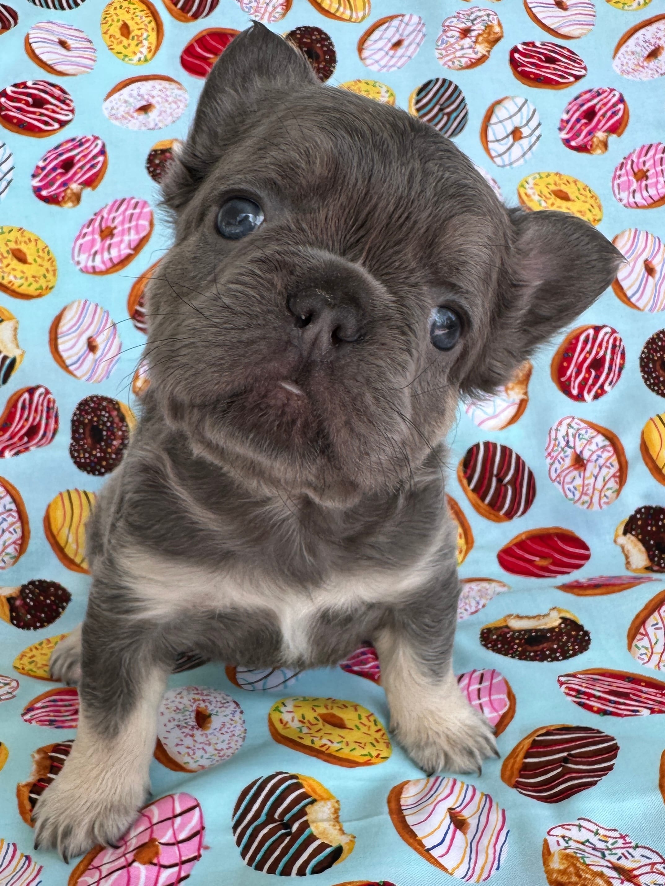 Teddy Royale – French Bulldog puppy for sale in North Haledon, NJ