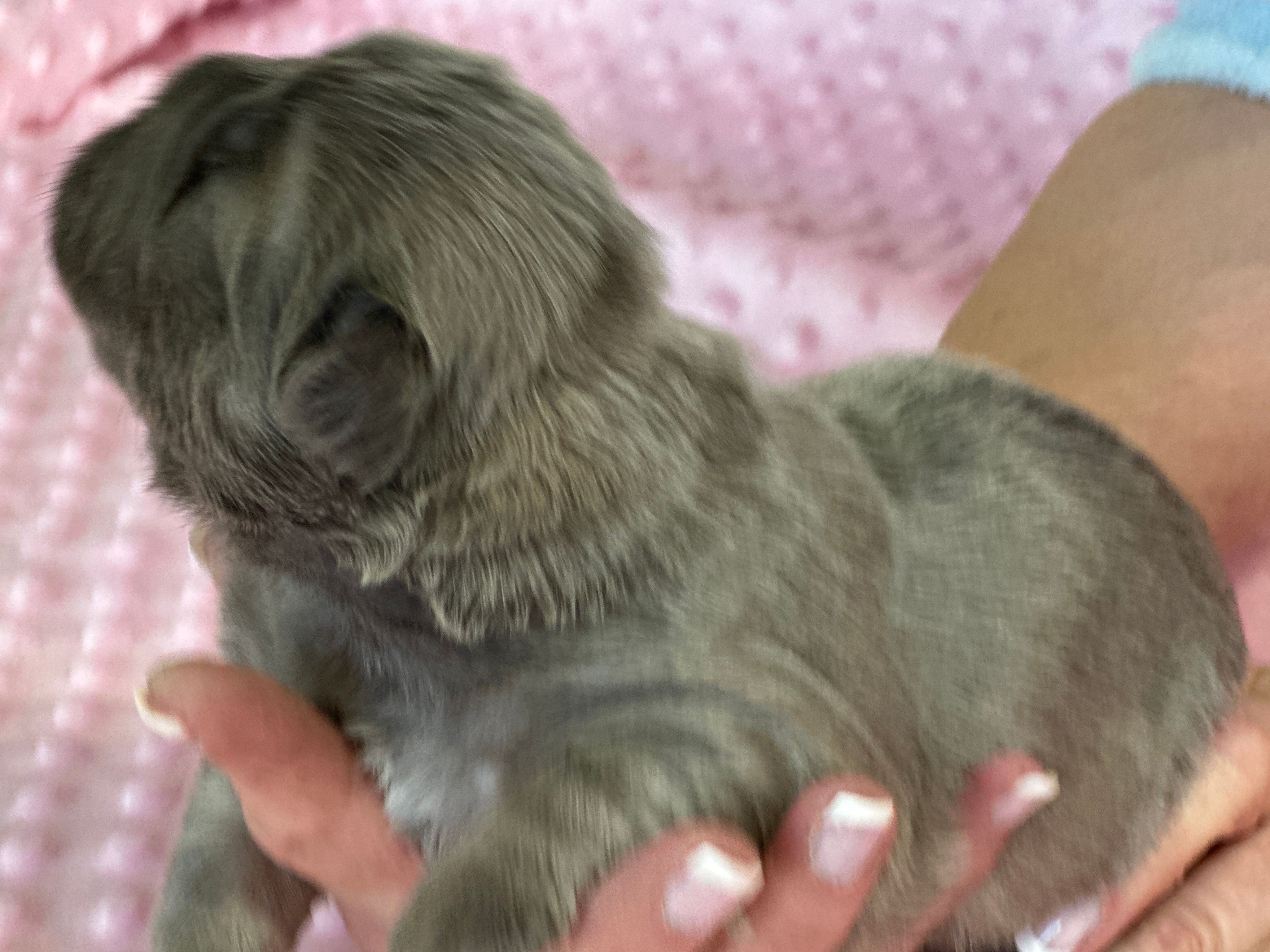 FLUFFY Lady Honey Bear – French Bulldog puppy for sale in North Haledon, NJ