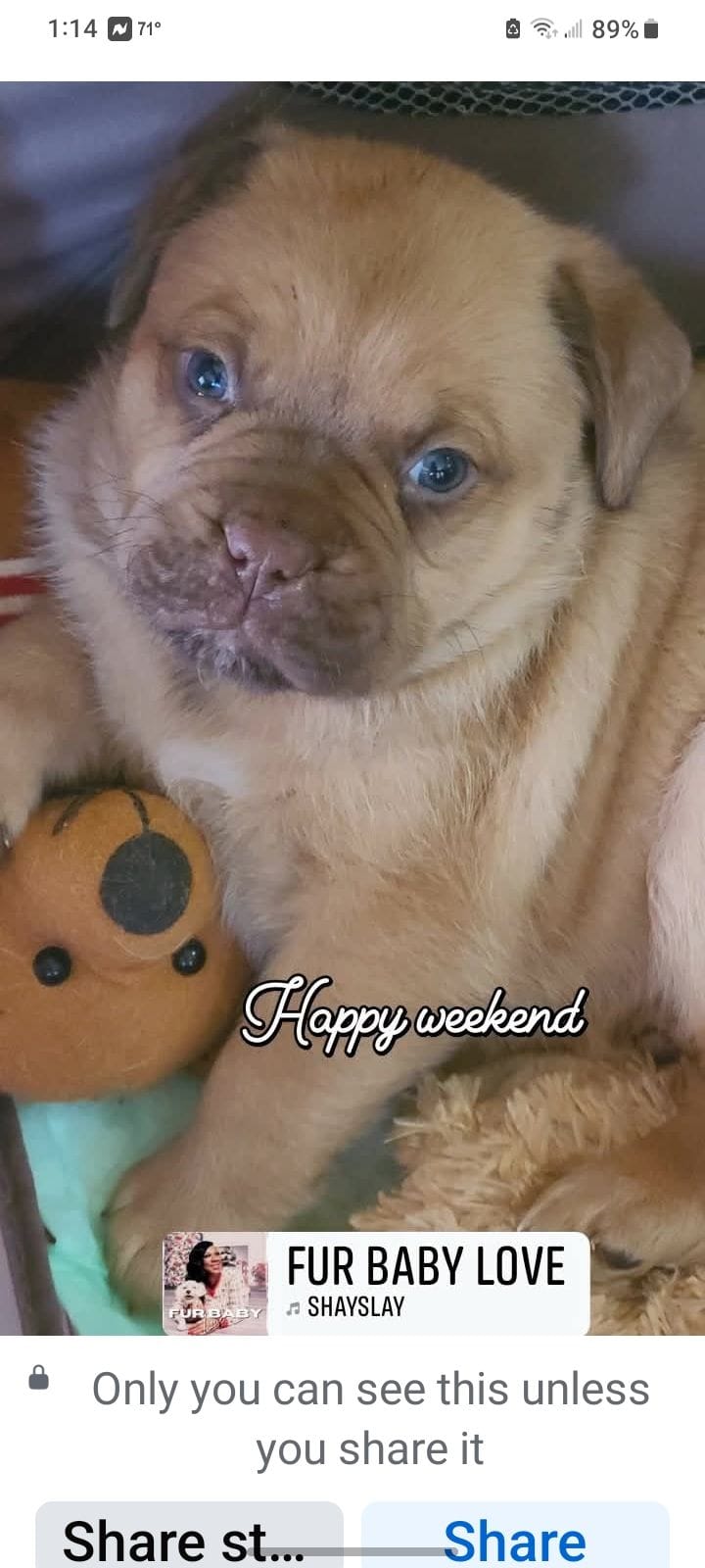 Massie, a male Dogue de Bordeaux for sale in Crossville, TN – Photo 2 of 4