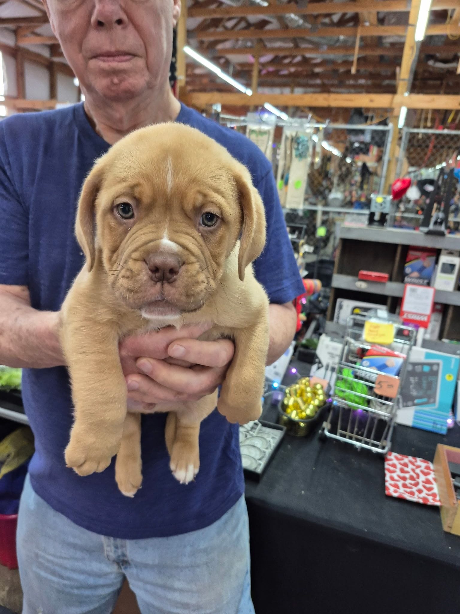 JESSIE, a female Dogue de Bordeaux for sale in Crossville, TN – Photo 6 of 6