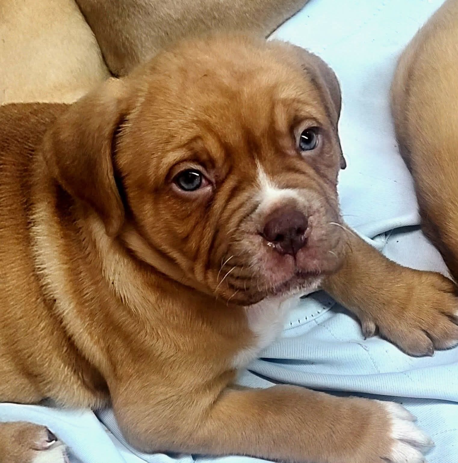 Massie, a male Dogue de Bordeaux for sale in Crossville, TN – Photo 3 of 4