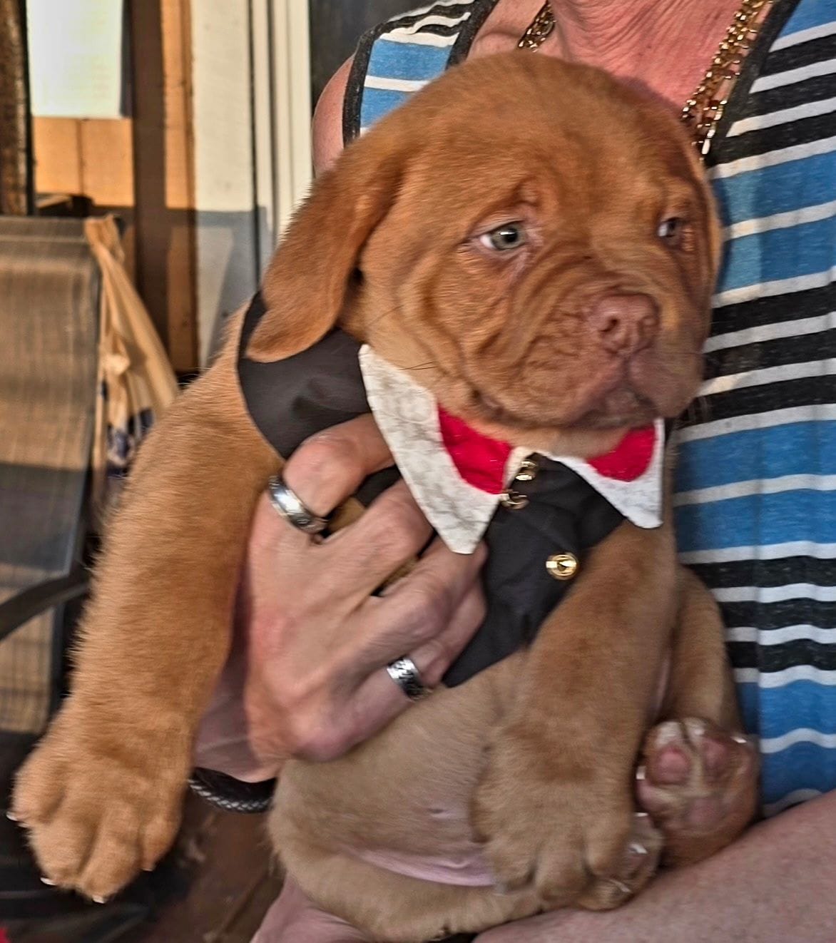 JESSIE, a female Dogue de Bordeaux for sale in Crossville, TN – Photo 5 of 6