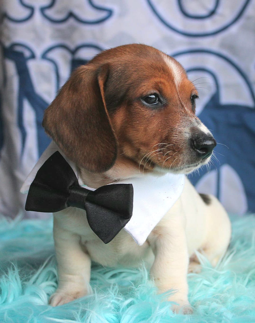 PlowBoy – Miniature Dachshund puppy for sale in Homer, GA